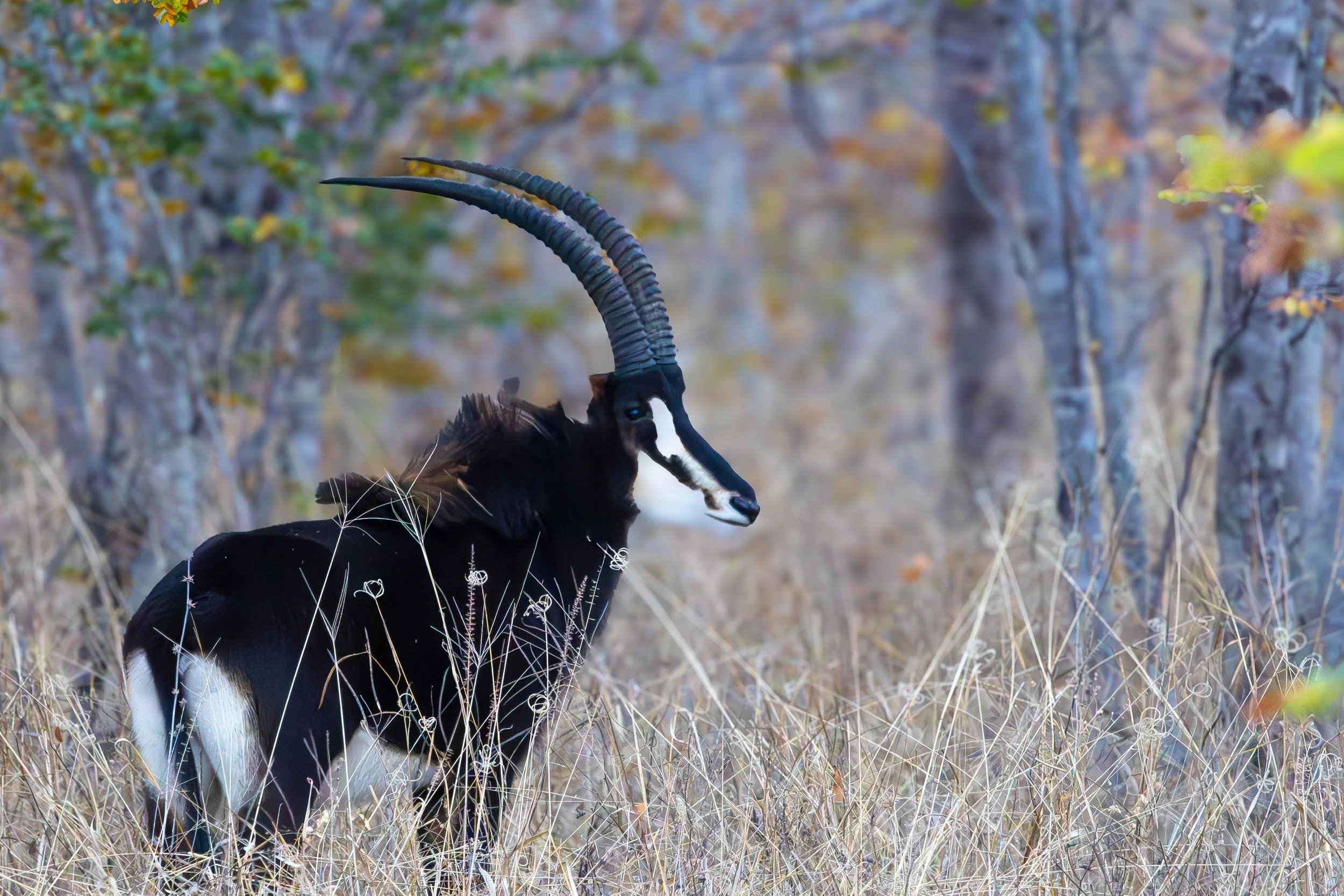 A black and white sable with long, curved, ridged horns standing in tall dry grass with autumn trees in the background.