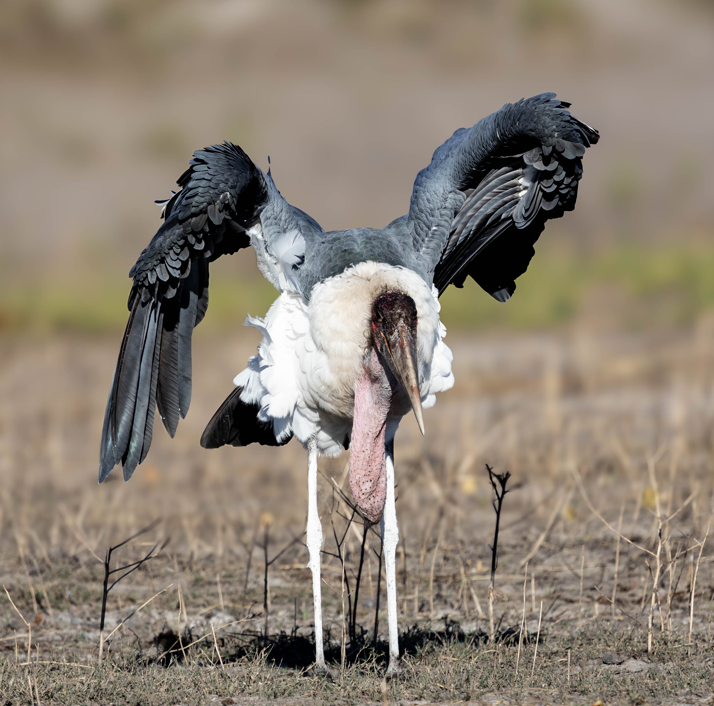 Maribou stork