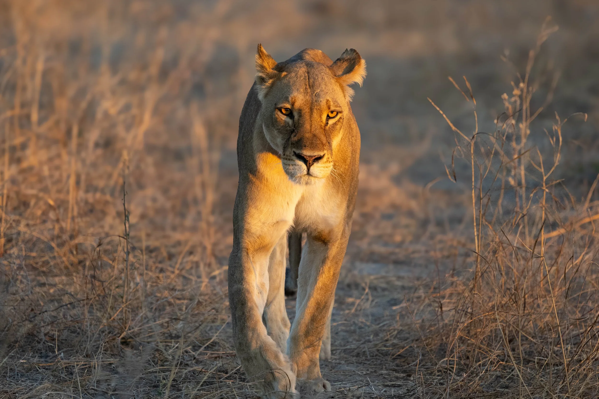 A lioness walking through dry grass at sunset, with a focused gaze and a slightly blurred background.