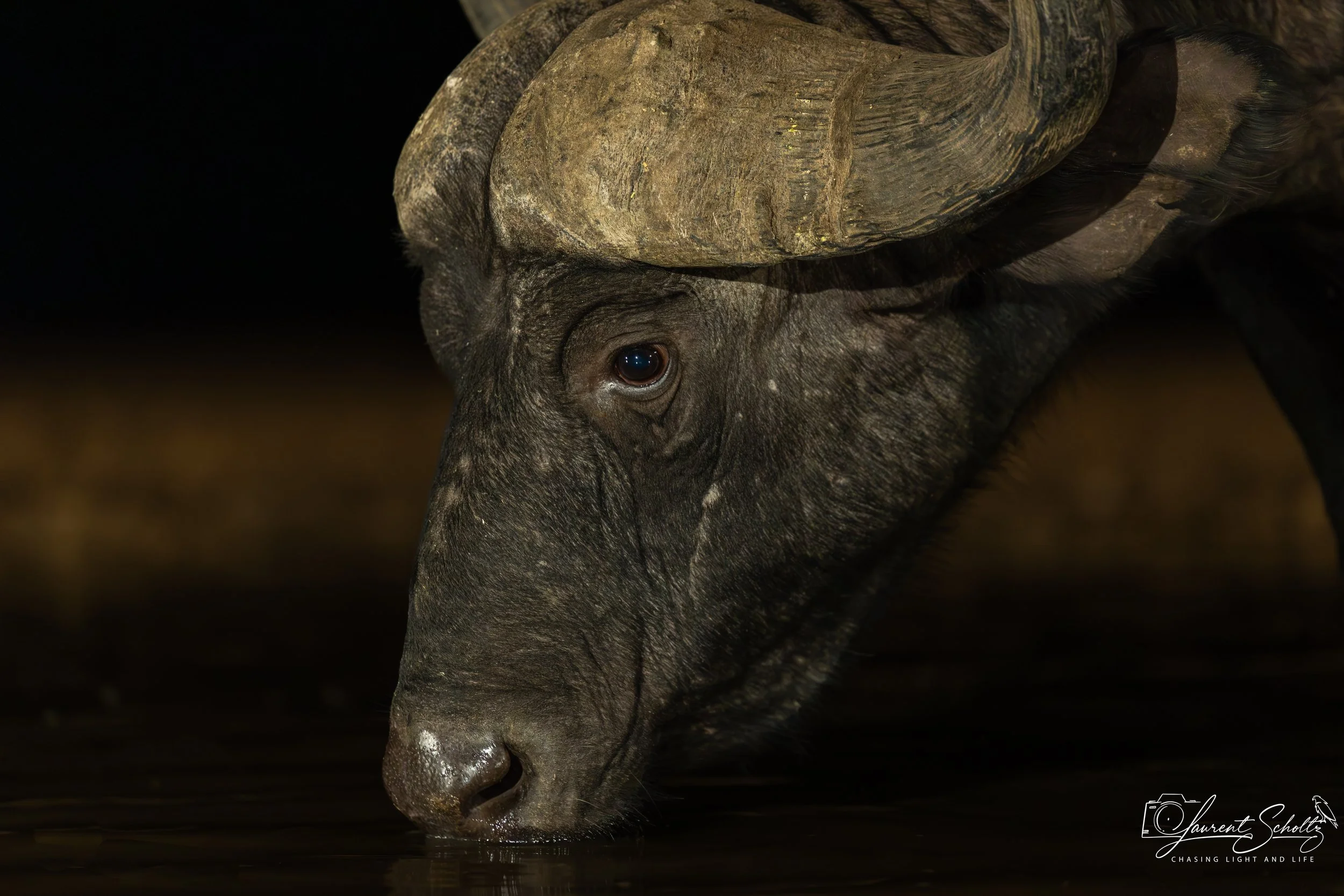 A close-up image of a hippopotamus drinking water, focusing on its face and eye, with a dark background.