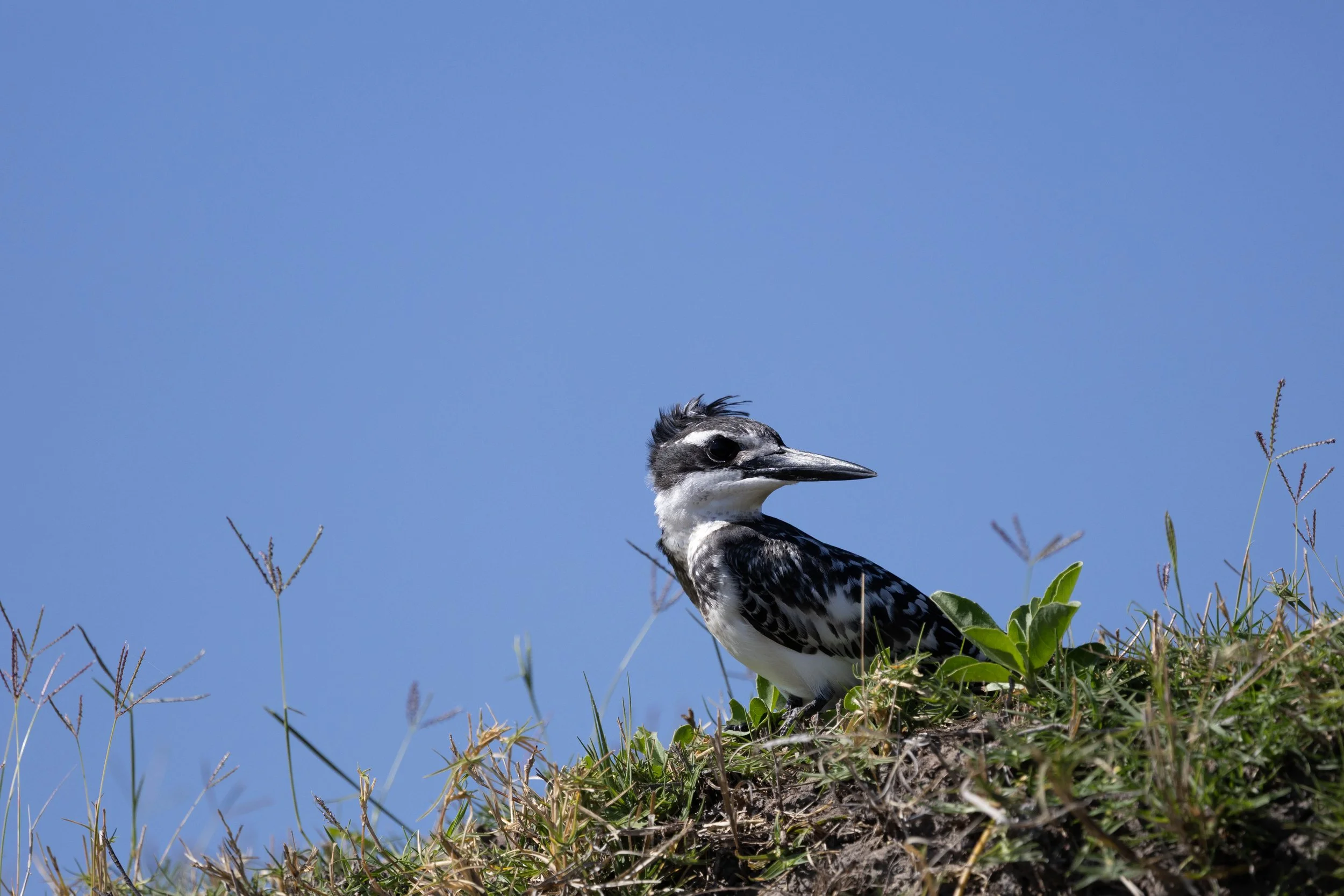A pied kingfisher perched on a grassy mound, with blue sky in the background.