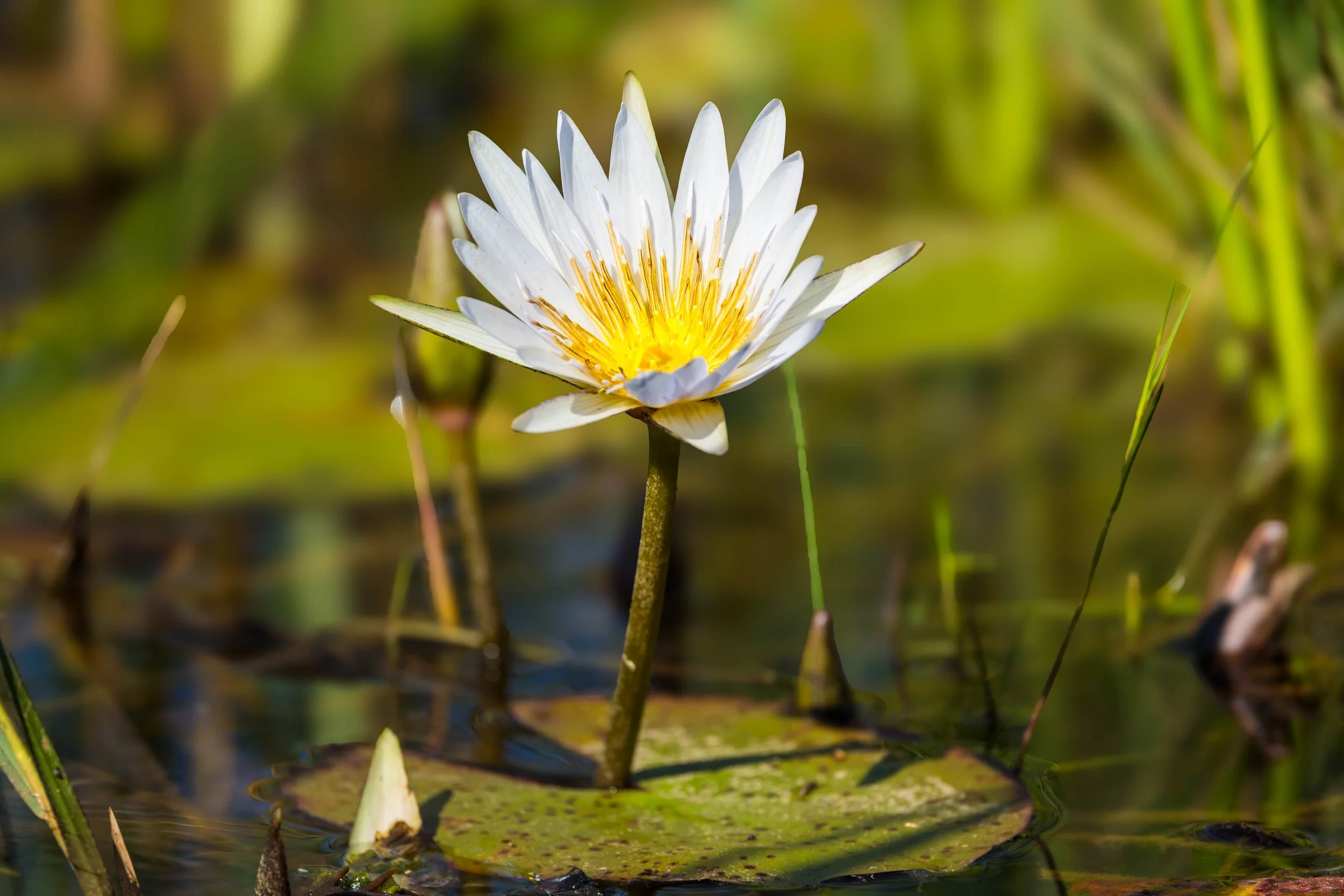 A white water lily flower with yellow stamens, floating on a pond with green lily pads and aquatic plants.