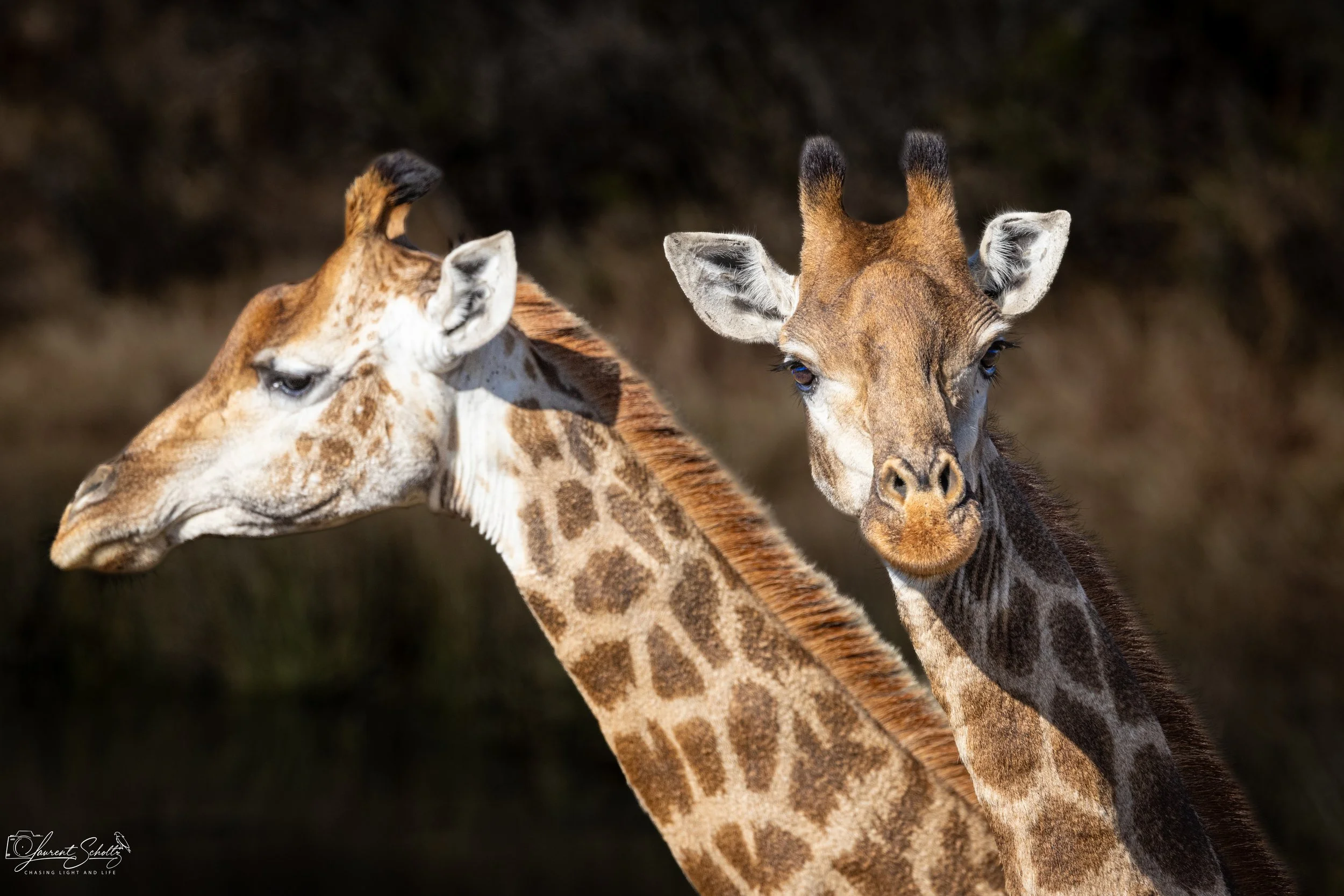 Two giraffes standing close together outdoors, one facing left and the other facing forward with a blurred natural background.