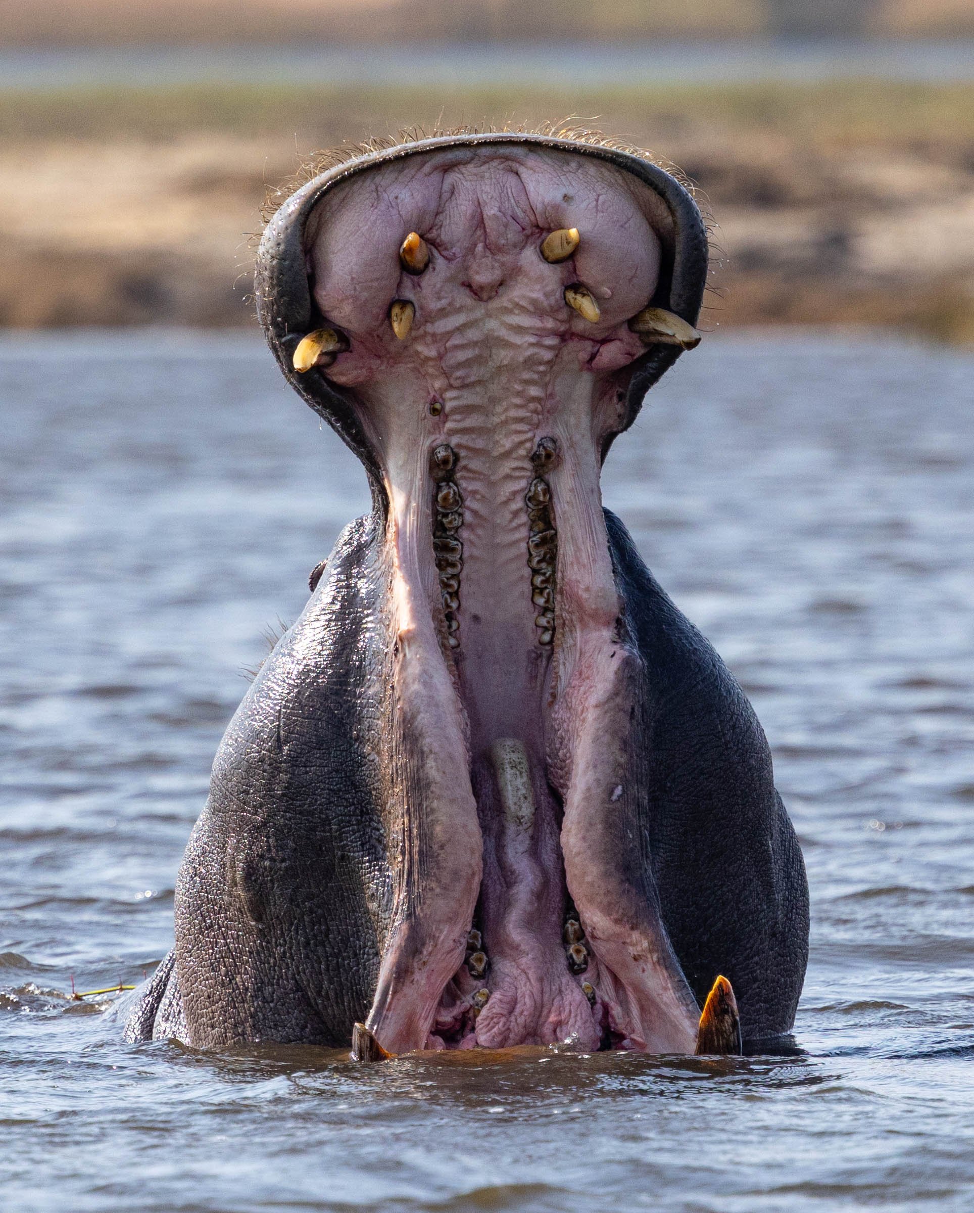 A large hippopotamus submerged in water with its mouth wide open, showing its teeth and pink interior.