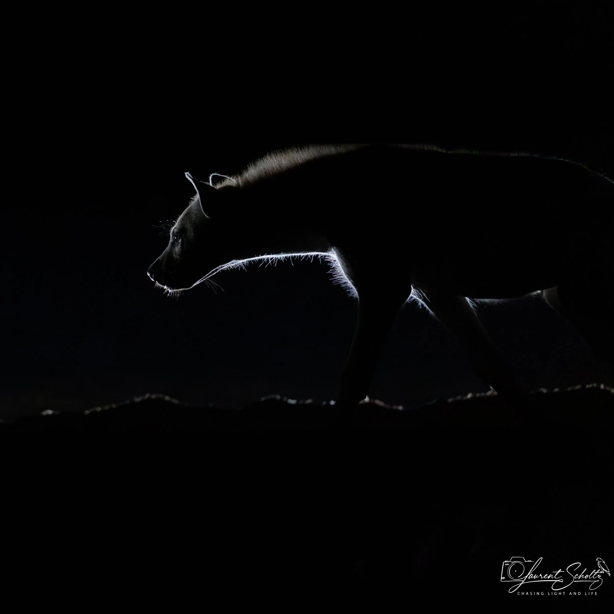 A black and white photograph of a dog, illuminated with backlighting, showing the side profile of the dog’s head and body, creating a silhouette effect against a dark background.