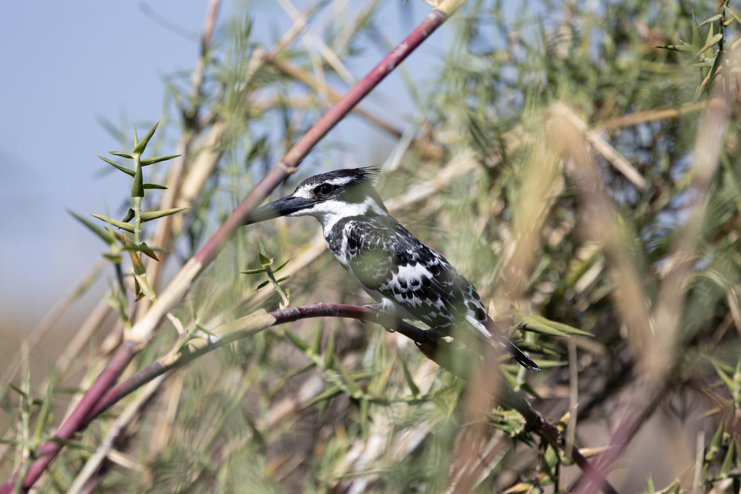 A pied kingfisher  bird perched on a branch amidst green, spiky foliage.