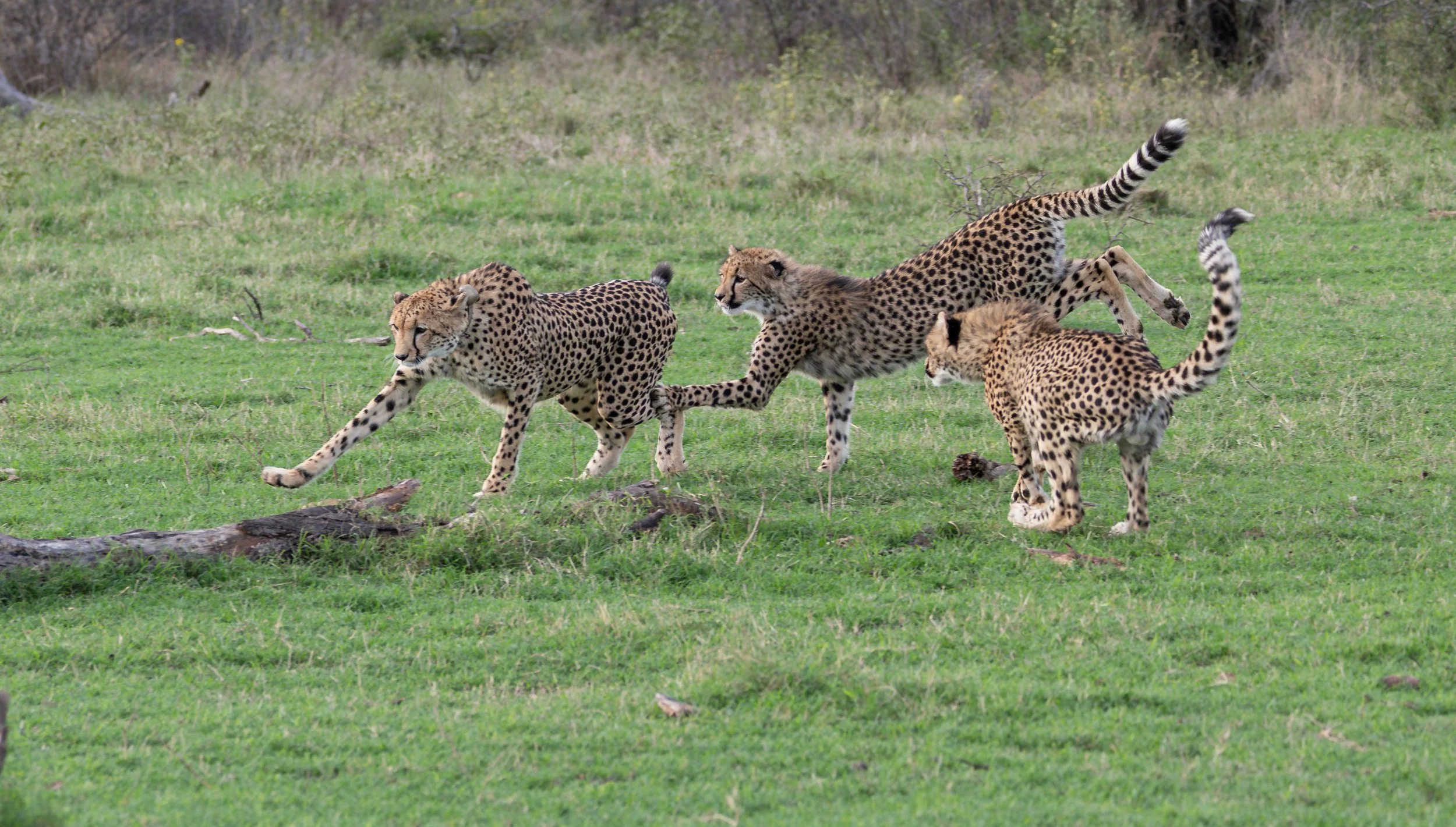 Cheetahs running in a grassy field with trees in the background.