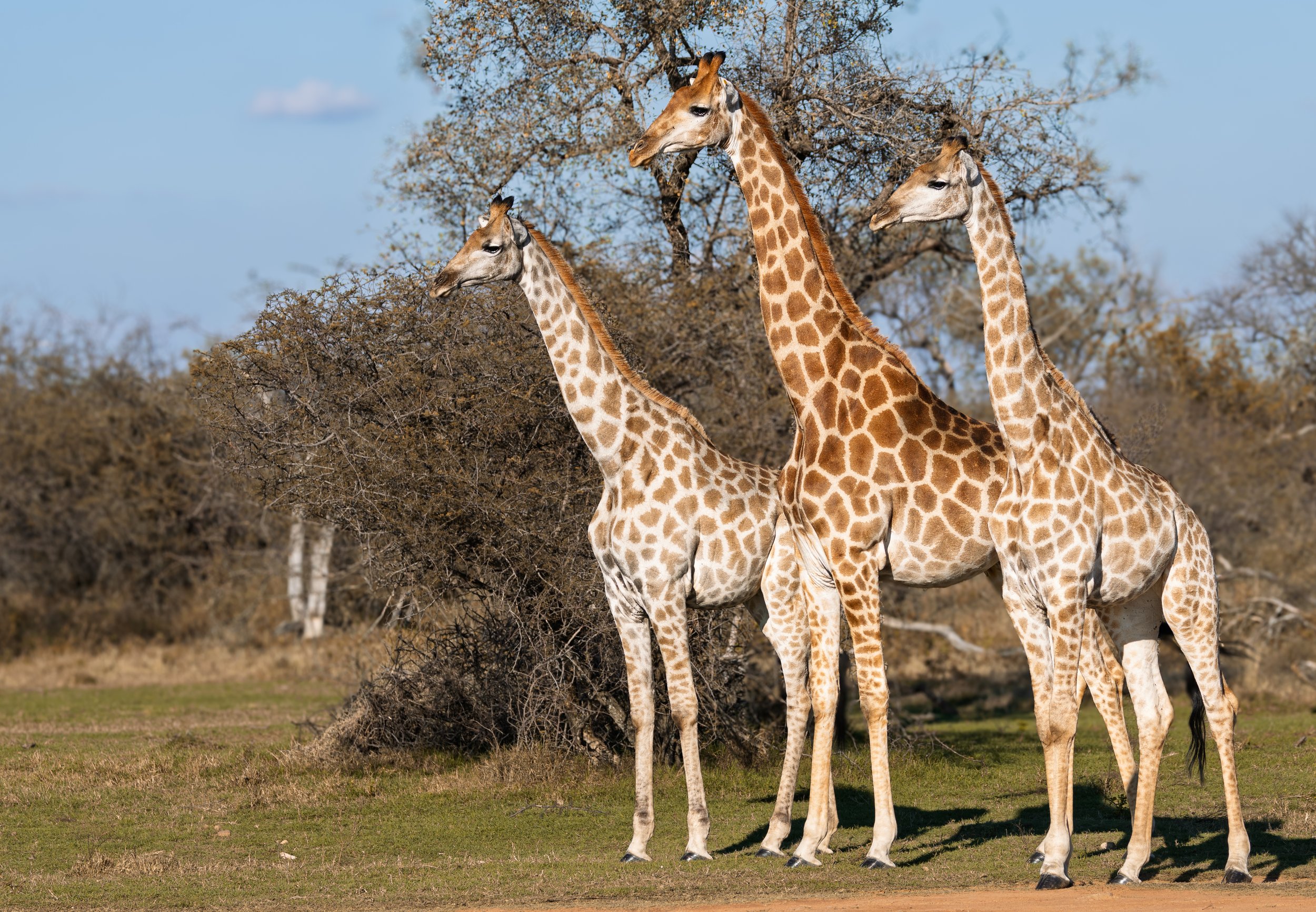 Three giraffes standing in grassland with trees and blue sky in background.