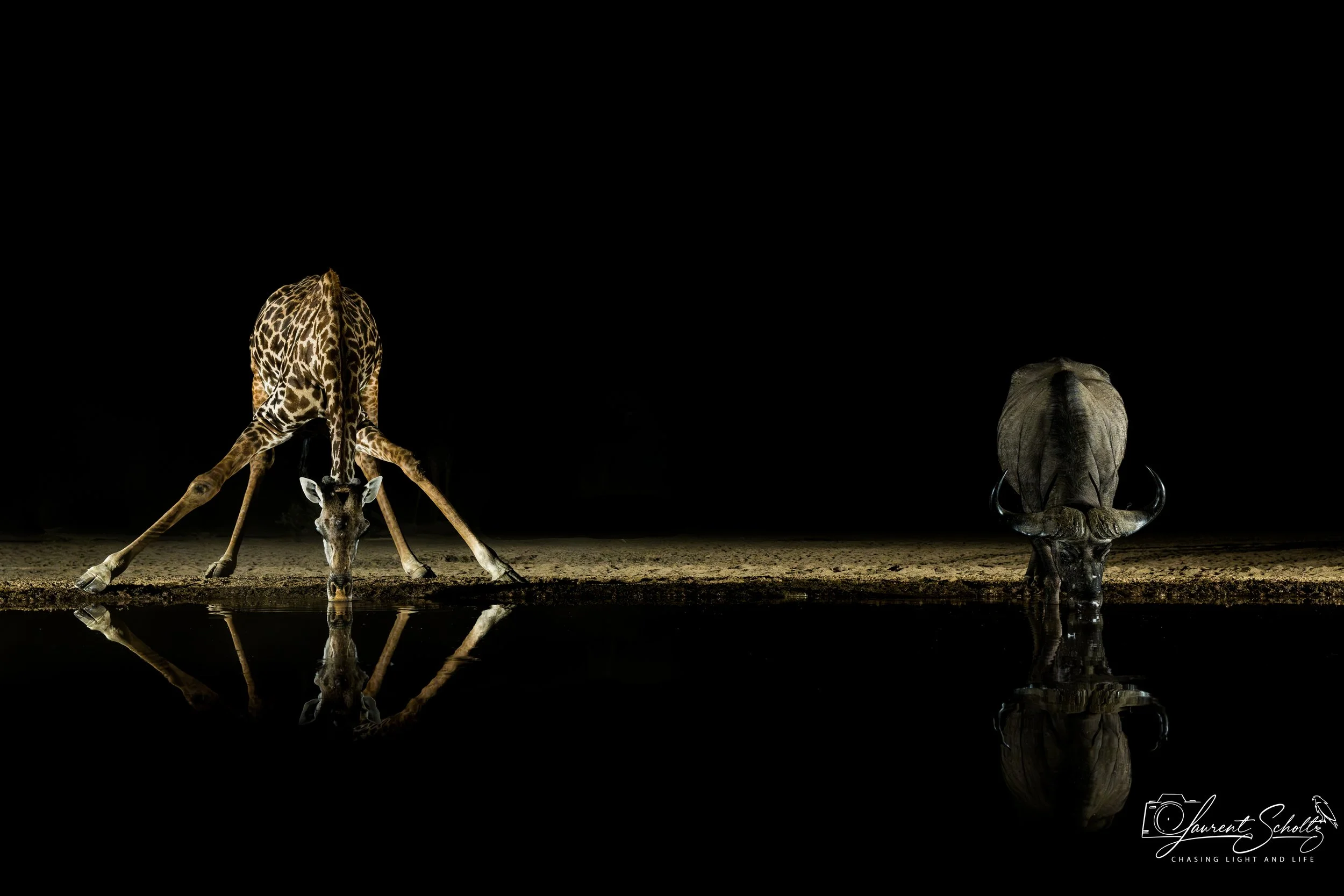 A giraffe and a warthog drinking water at night with a dark sky in the background, their reflections visible in the water.