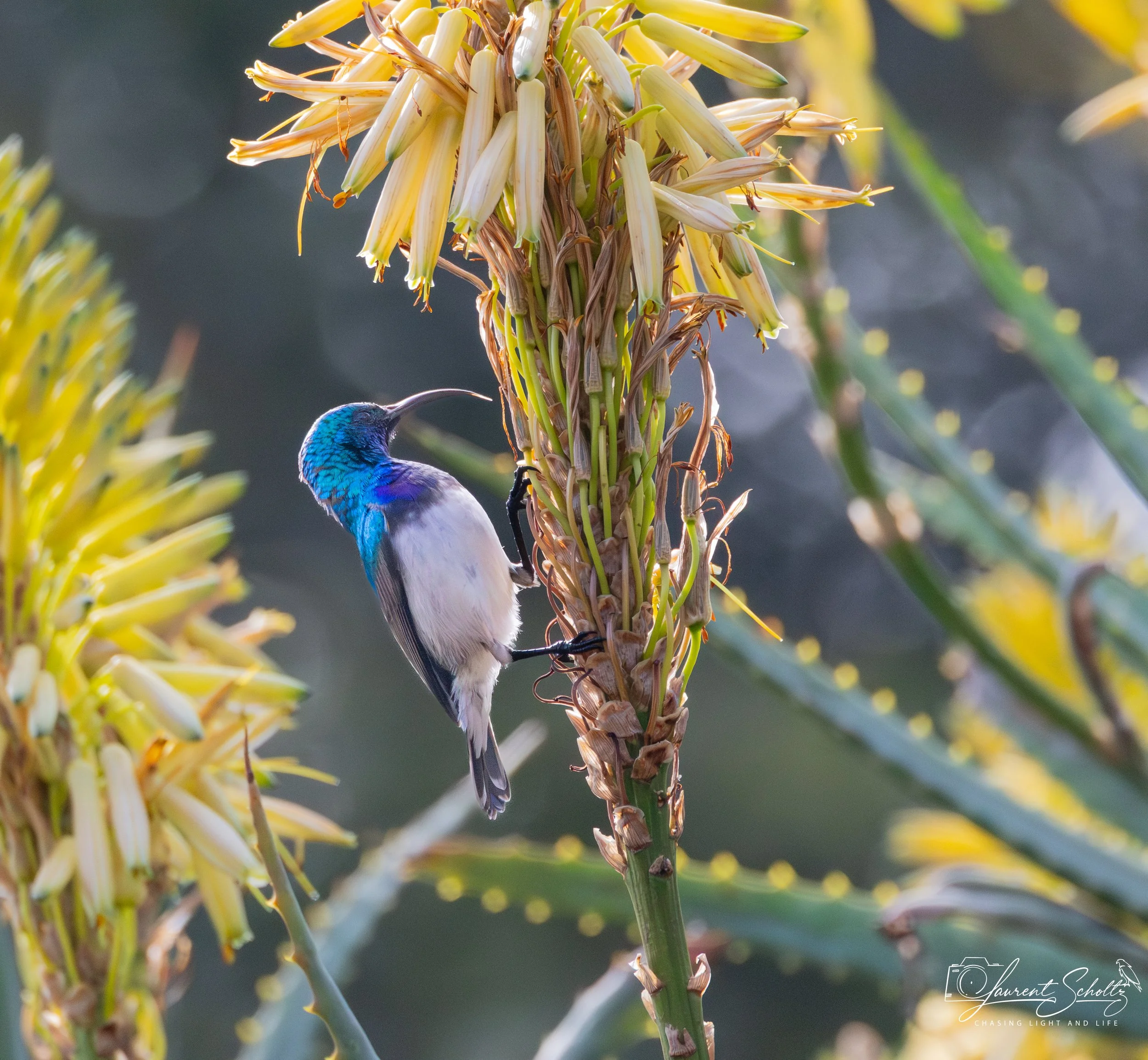 Close-up of a vibrant purple and blue white belied sun bird perched on a branch near yellow flowers with elongated petals and orange stamens, set against a muted background.