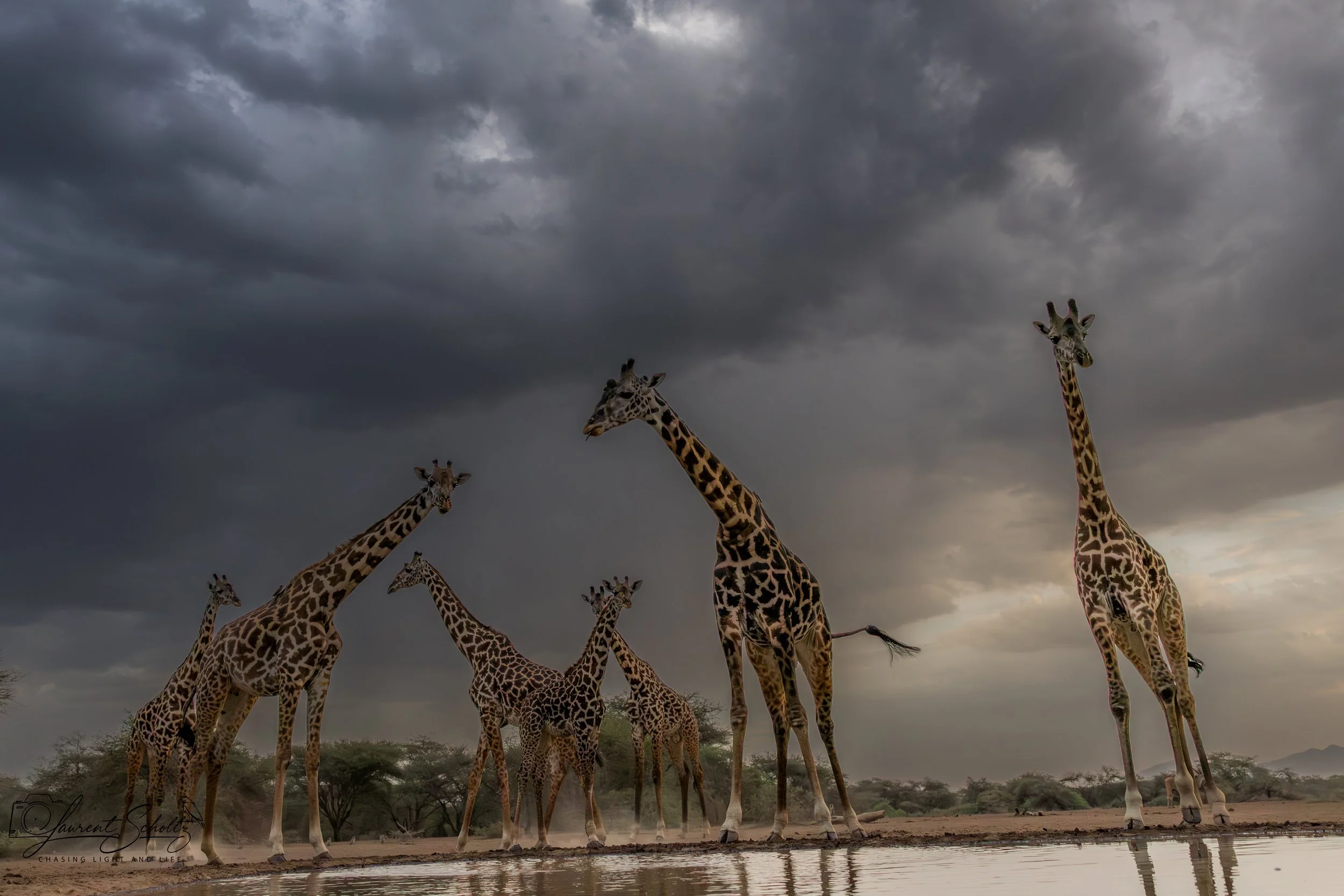A herd of giraffes standing near water under a dark, cloudy sky in a savannah landscape.