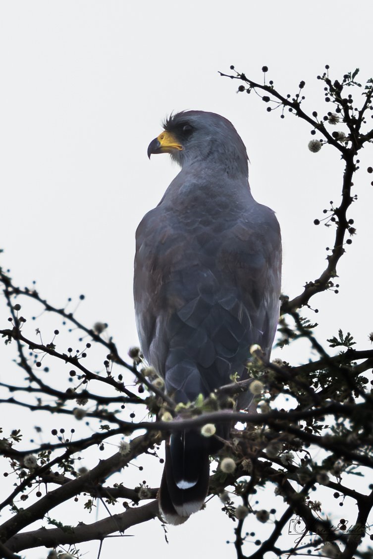 A bird of prey, possibly a hawk or eagle, perched on a tree branch with a light sky background.