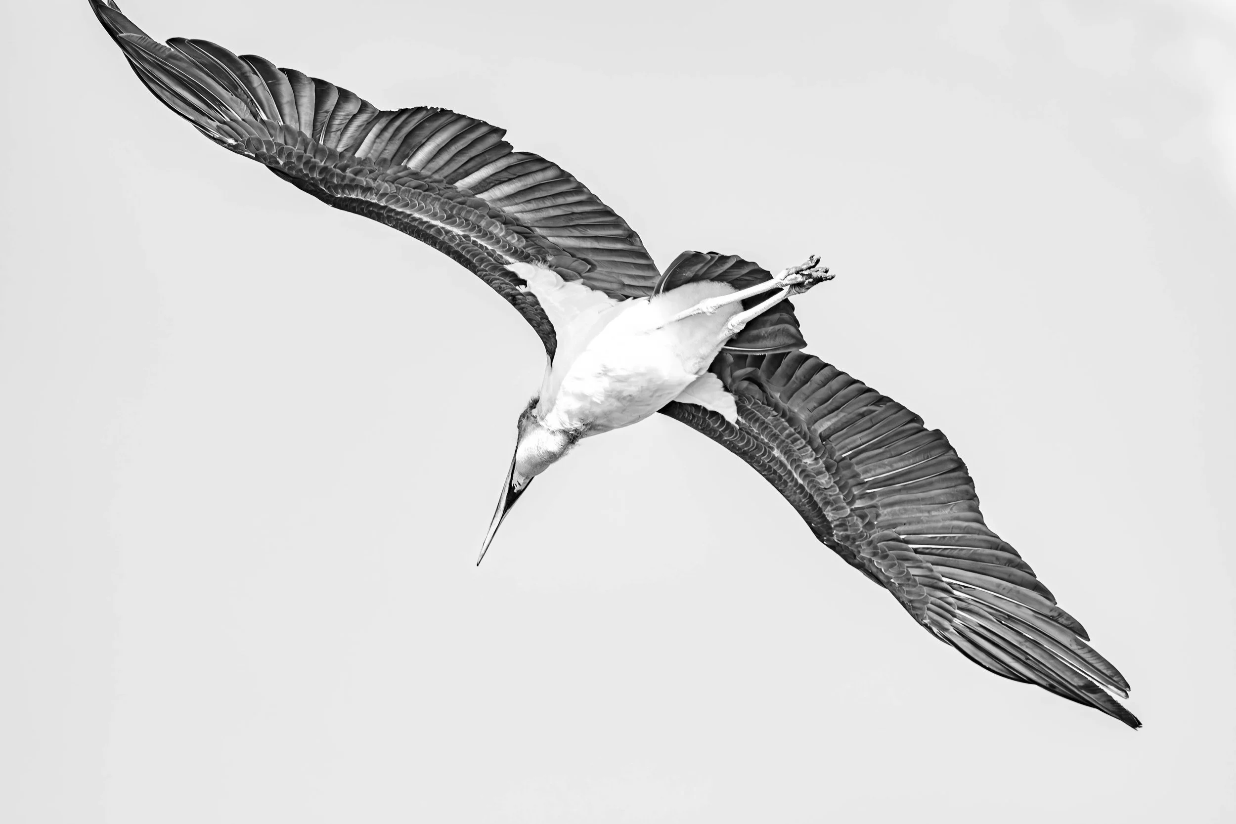 Black and white photo of a maribou in flight with wings spread wide, with a plain light background.