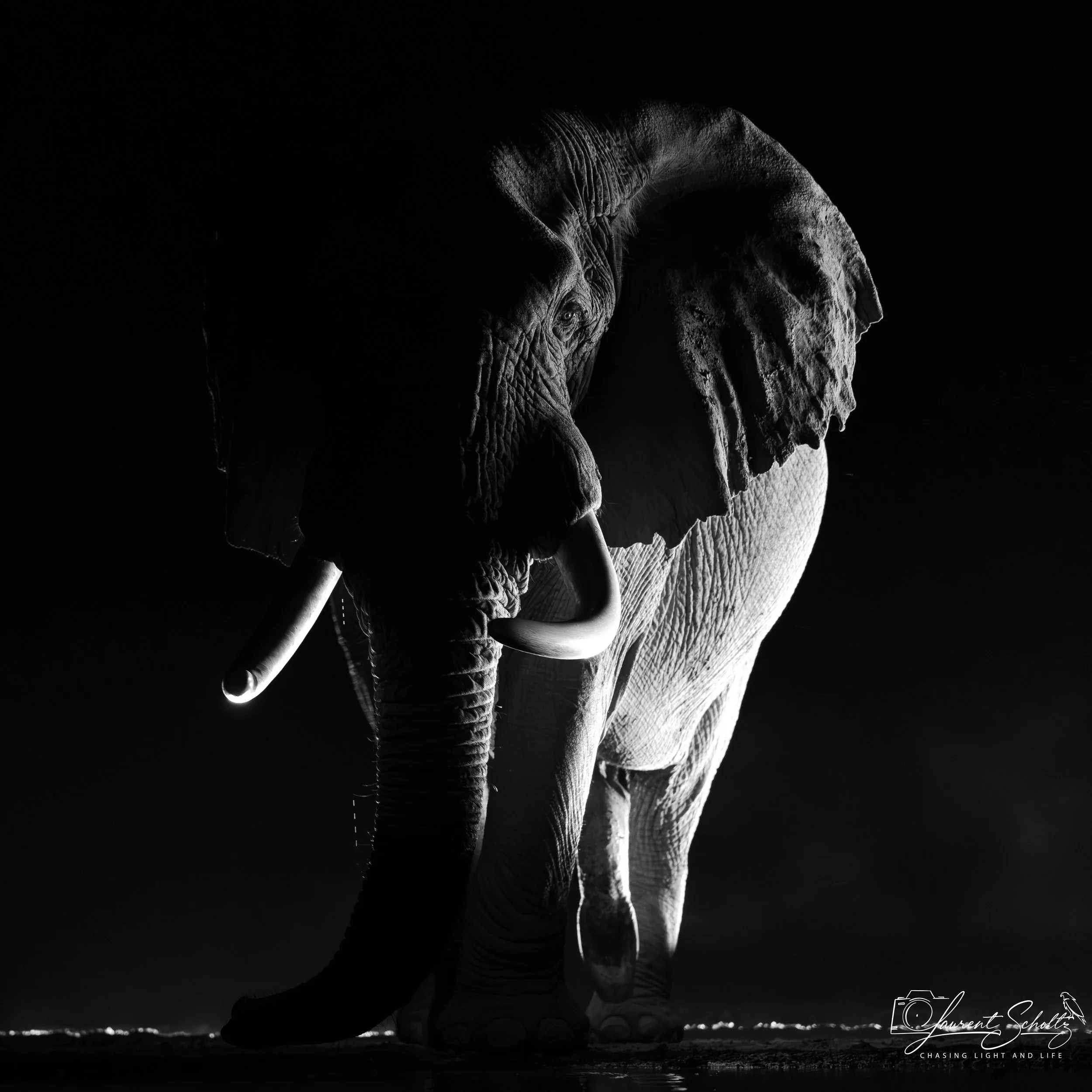 A black-and-white photo of an elephant with a dark backdrop. The elephant is standing on the ground, captured from a side angle, emphasizing its trunk and ear. The lighting highlights the textures of its skin.