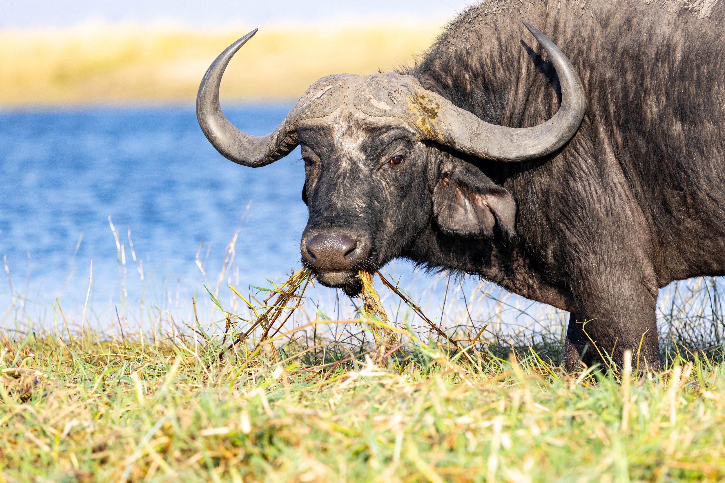 A buffalo standing by a body of water, eating grass in a natural outdoor setting.