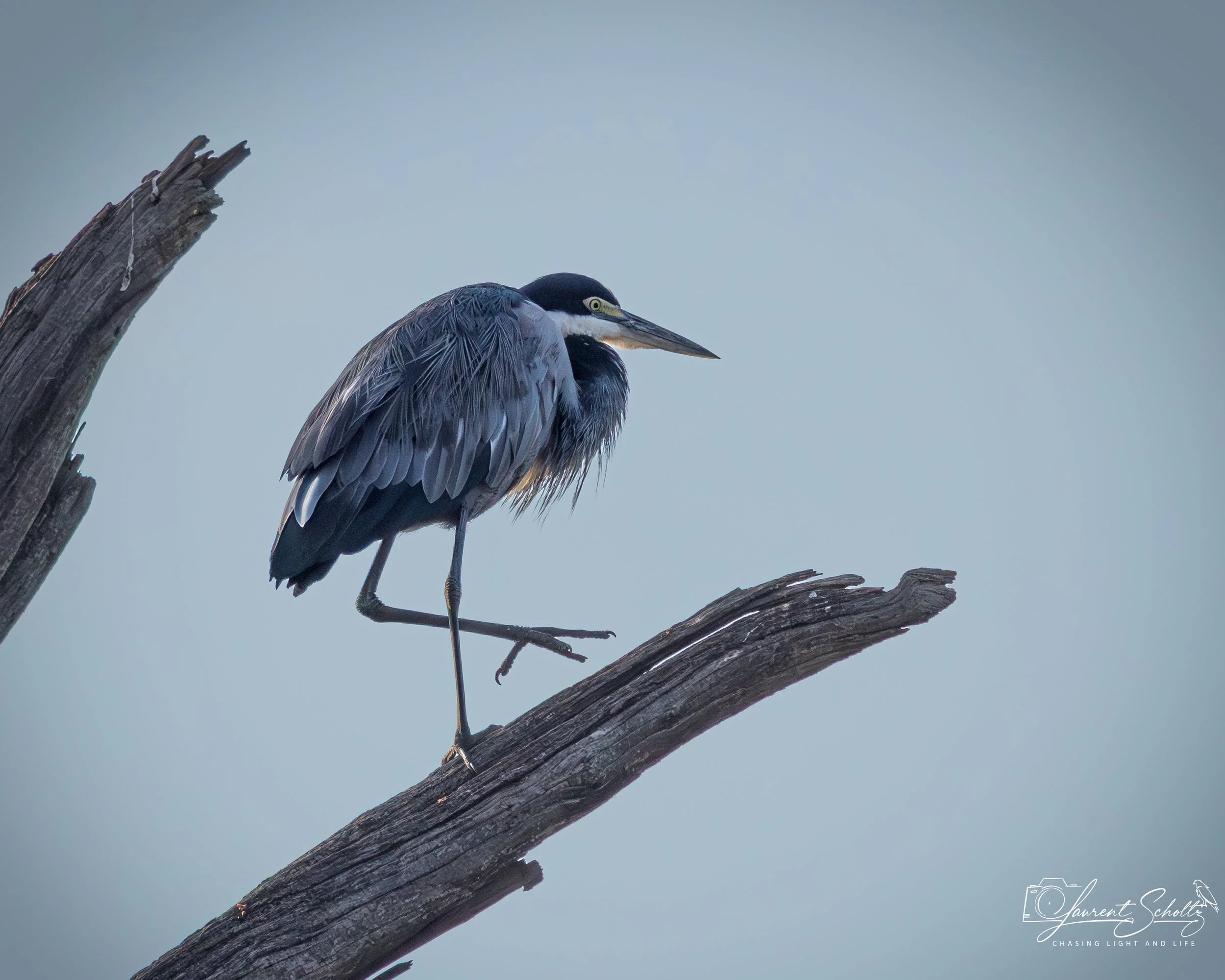 A heron perched on a weathered, broken tree branch against a clear, blue sky.