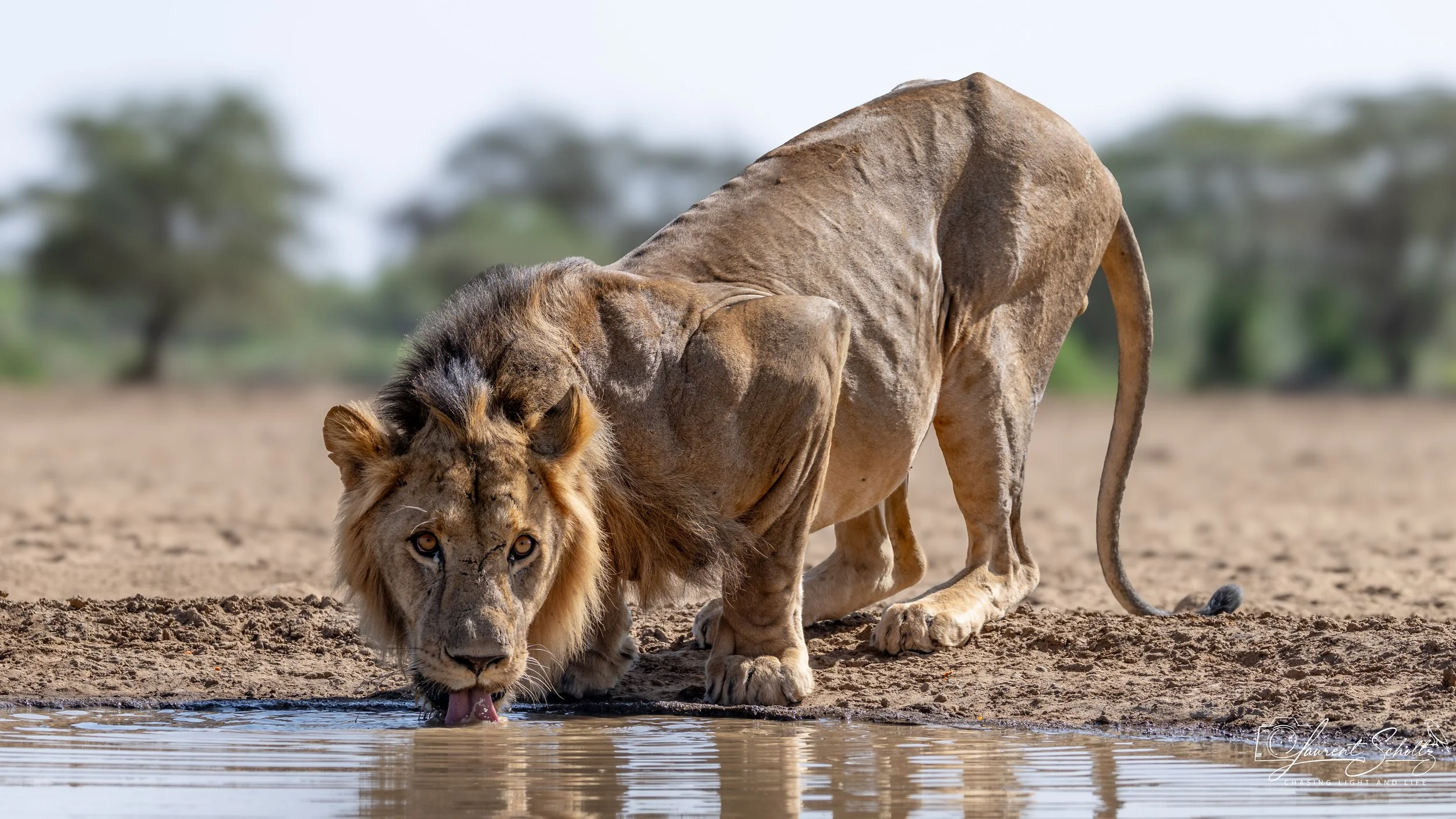 A lion drinking water from a river in a dry landscape with distant trees in the background.