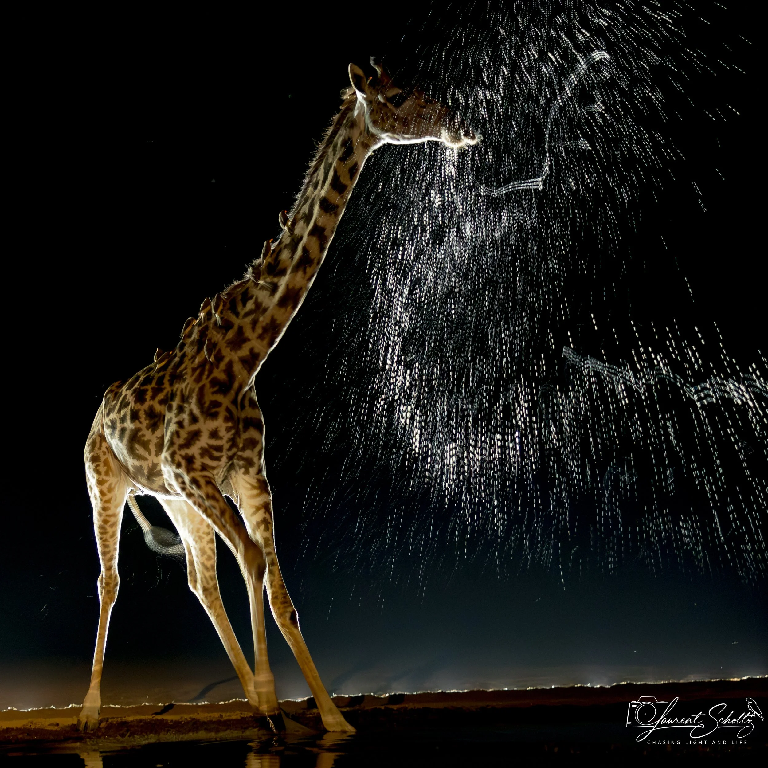A giraffe standing on a body of water at night, illuminated by fireworks in the sky.
