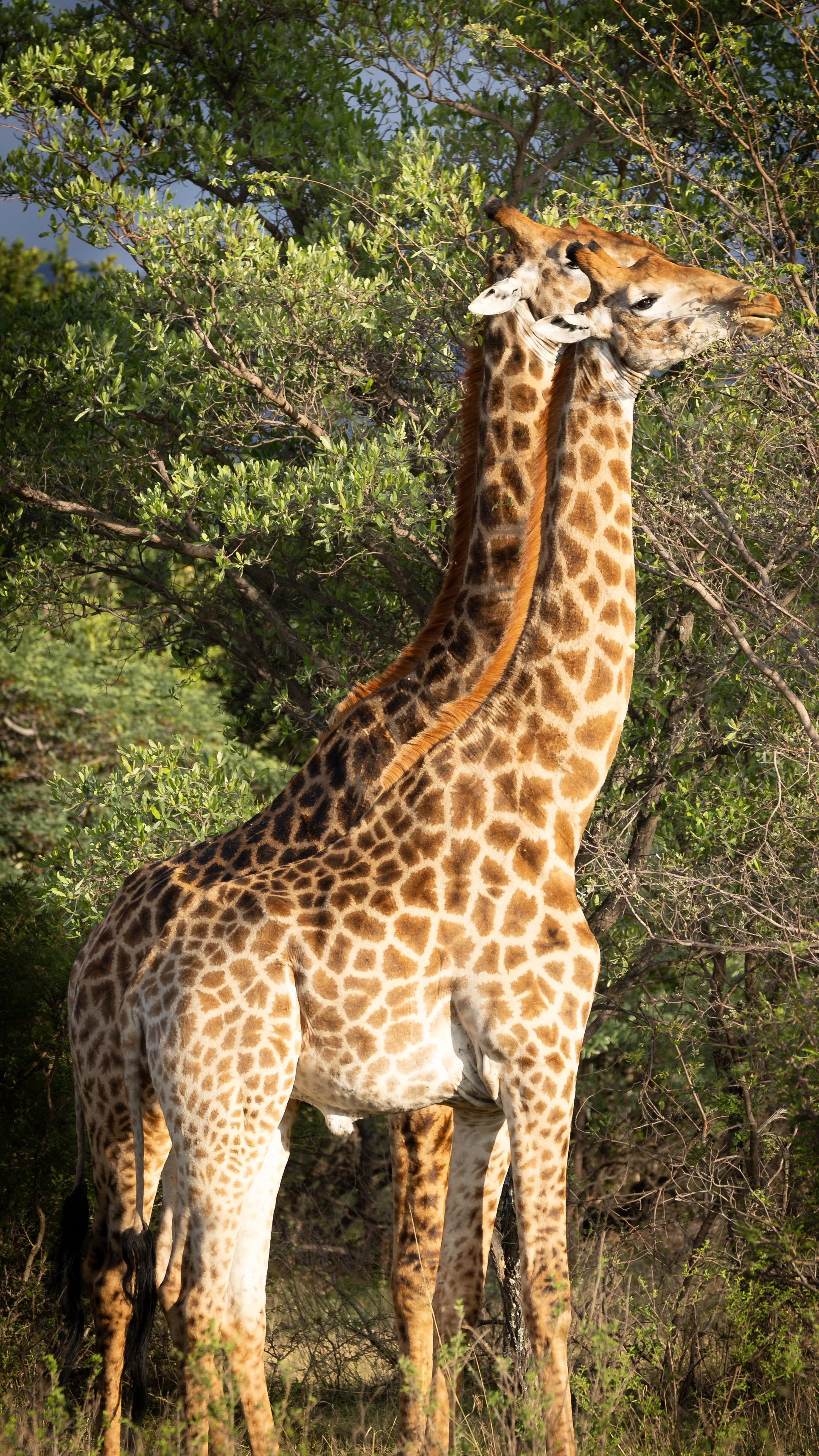 Two giraffes close together among green trees and bushes with a blue sky background.