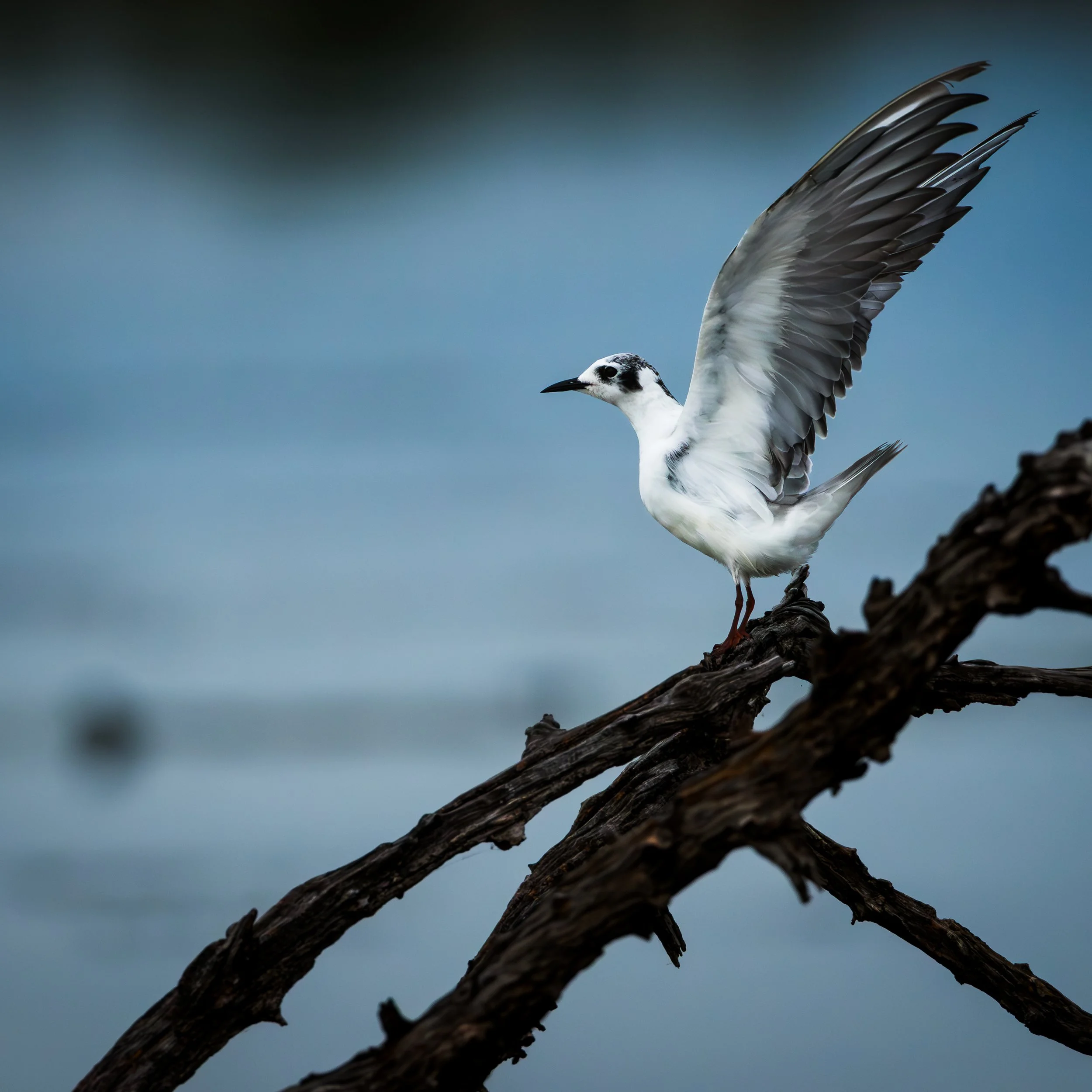 A bird, possibly a seagull, perched on a piece of driftwood with one wing raised, against a blurred background of blue and green hues.