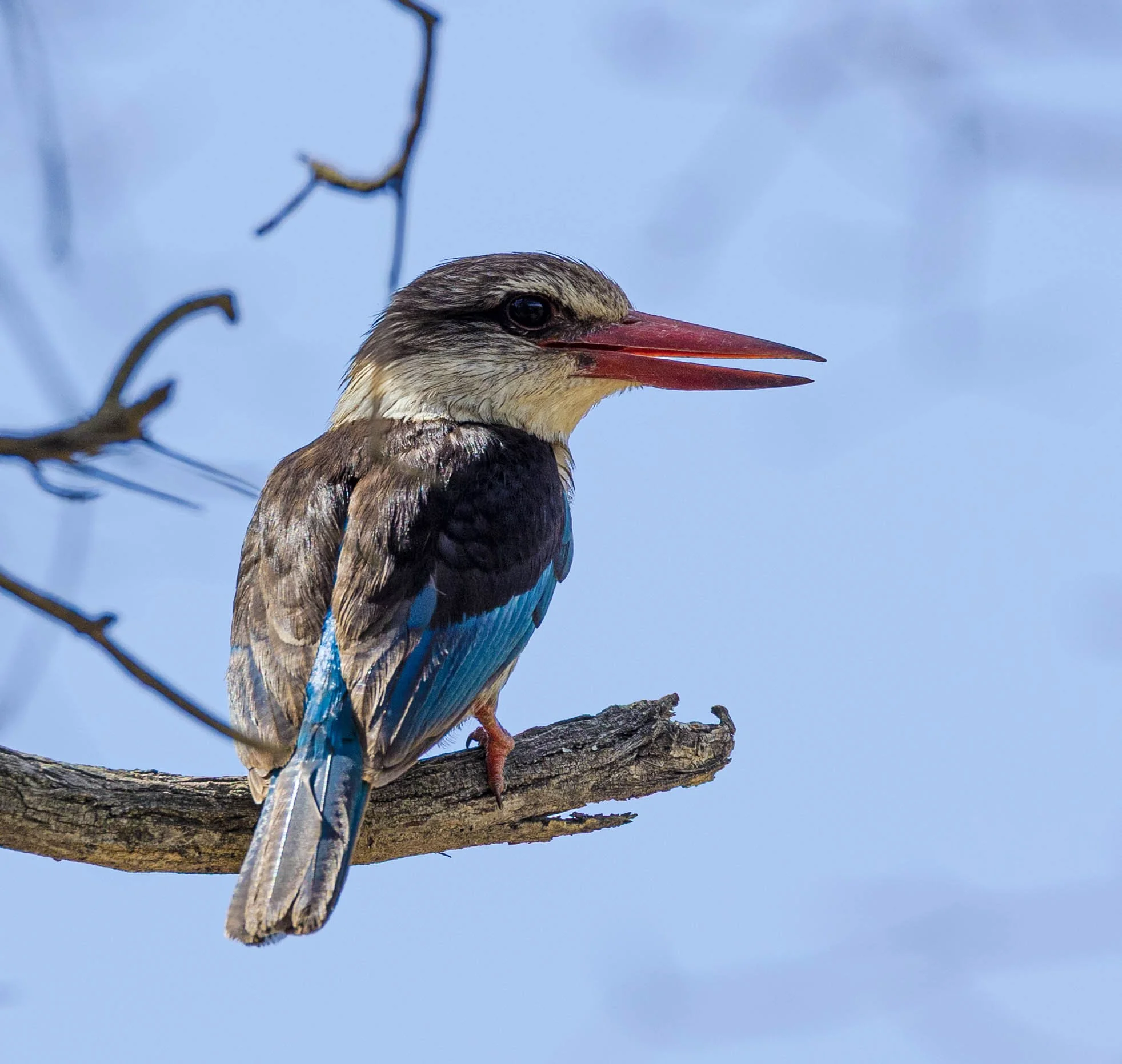 A brown hooded kingfisher perched on a tree branch with a clear blue sky in the background.