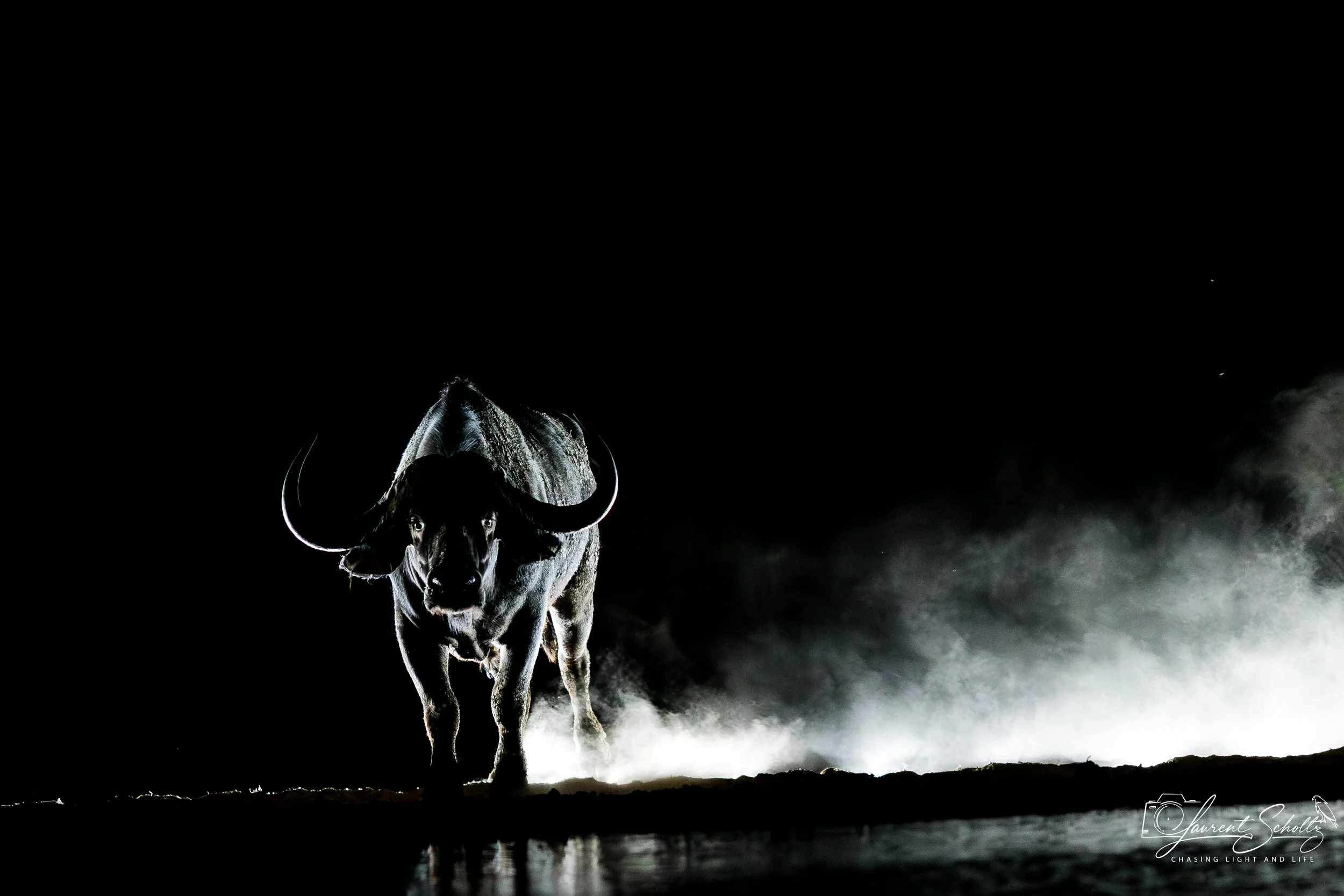 A dark image of a buffalo walking through water at night with clouds and moon in the sky.