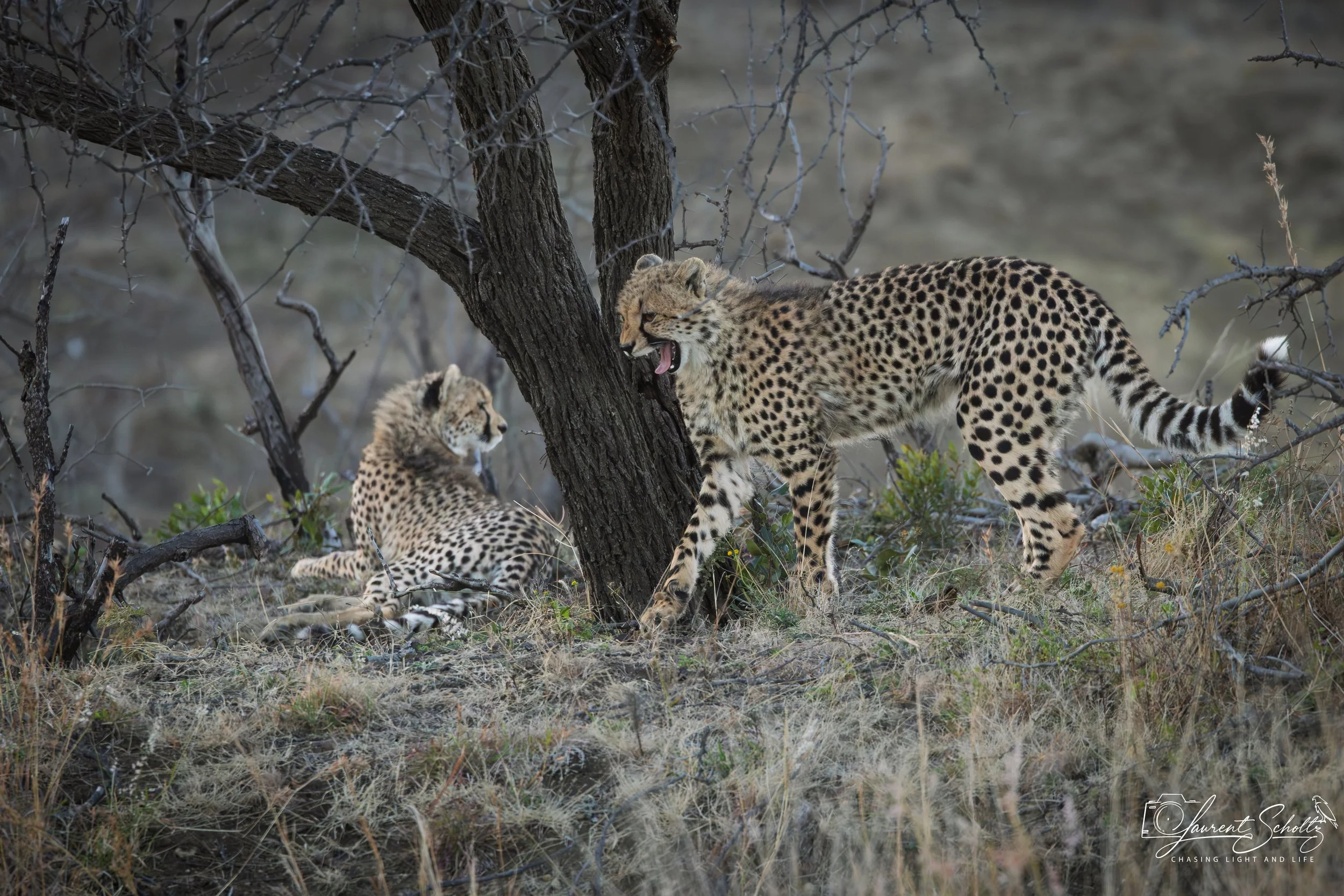 Two cheetahs are interacting around a tree in a dry, grassy landscape with sparse bushes and thorny branches.