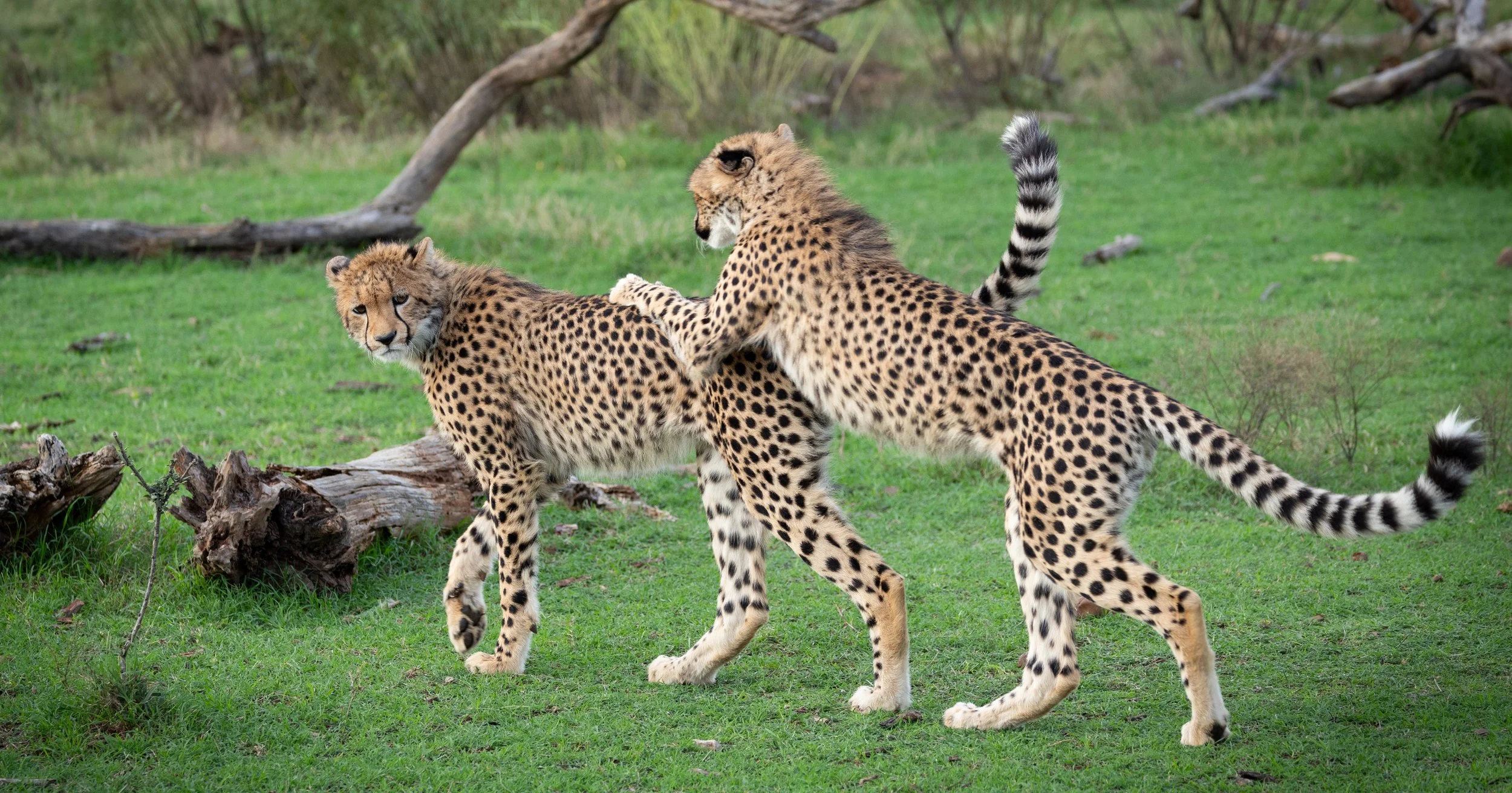 Two cheetahs playing and walking on green grass with trees and fallen logs in the background.
