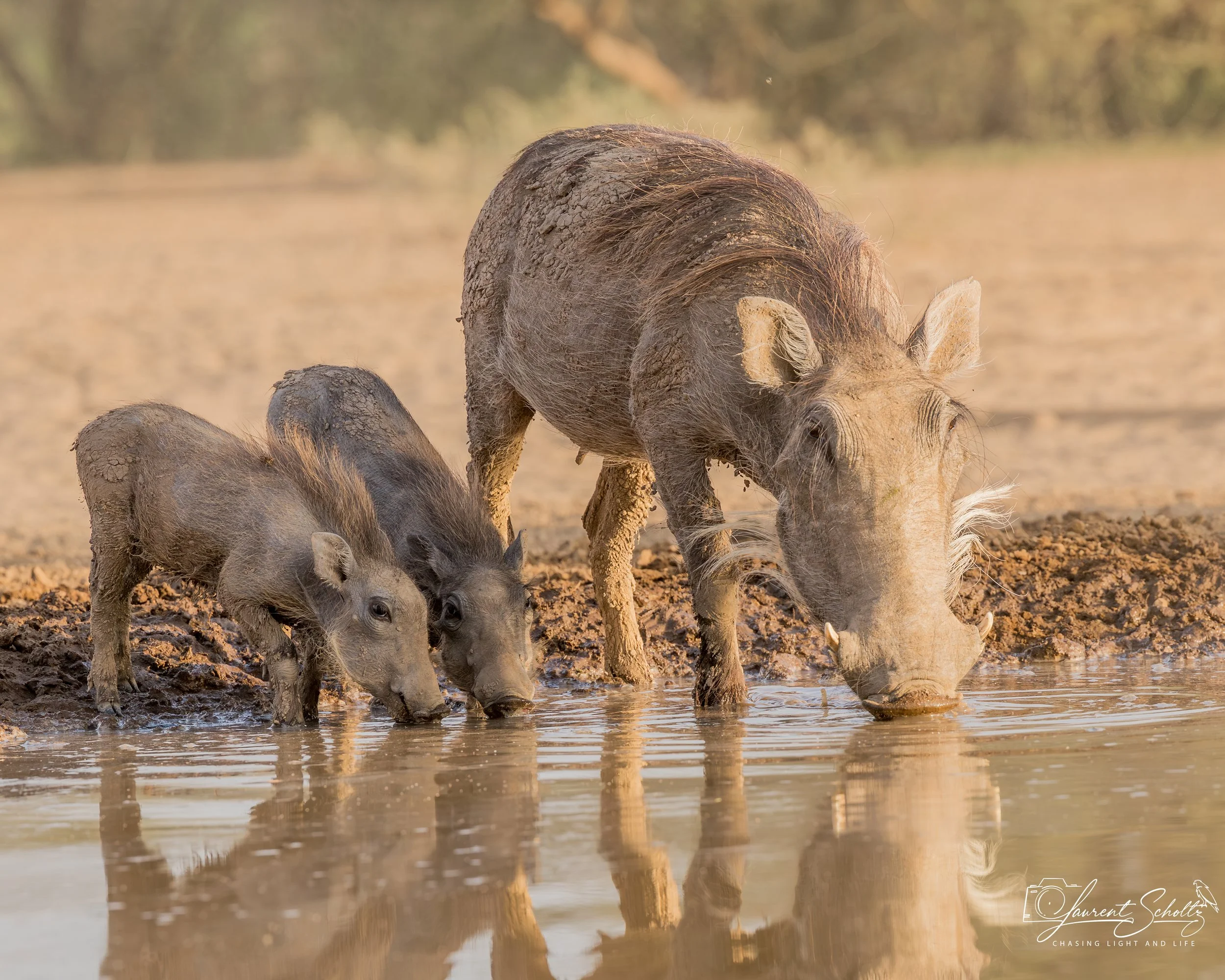 Two young warthog and parent  drinking water from a muddy pond in a natural outdoor setting.