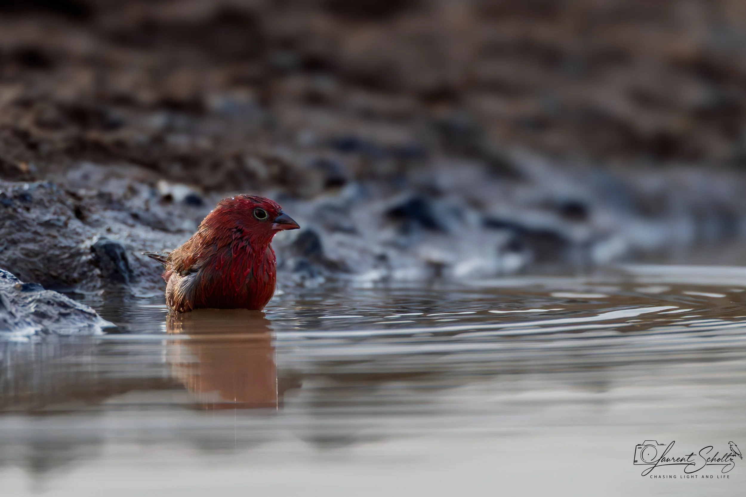 A red bird with brown wings sitting in water near a rocky shoreline.