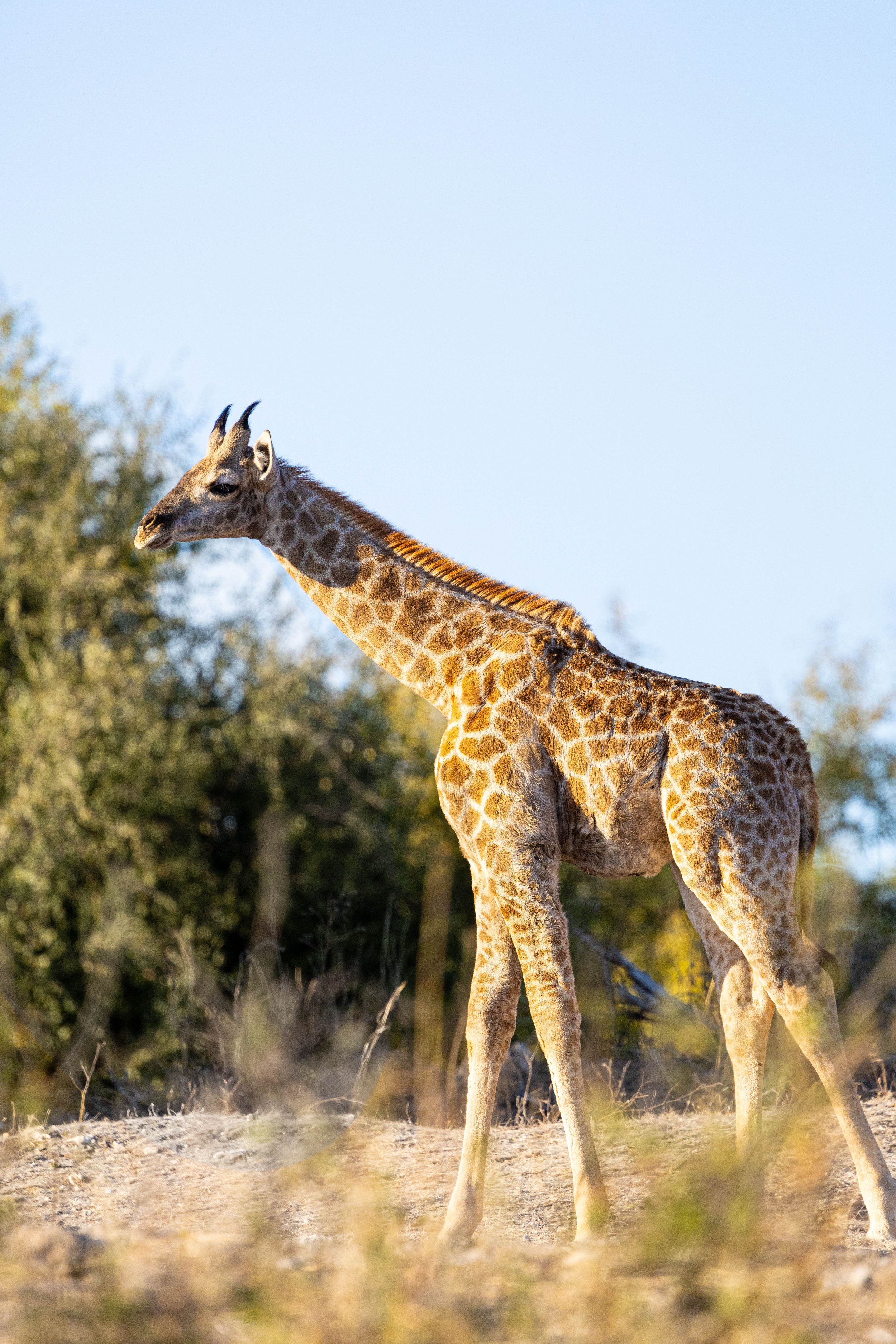 A giraffe standing on grassy terrain with trees and shrubs in the background, under a clear blue sky.
