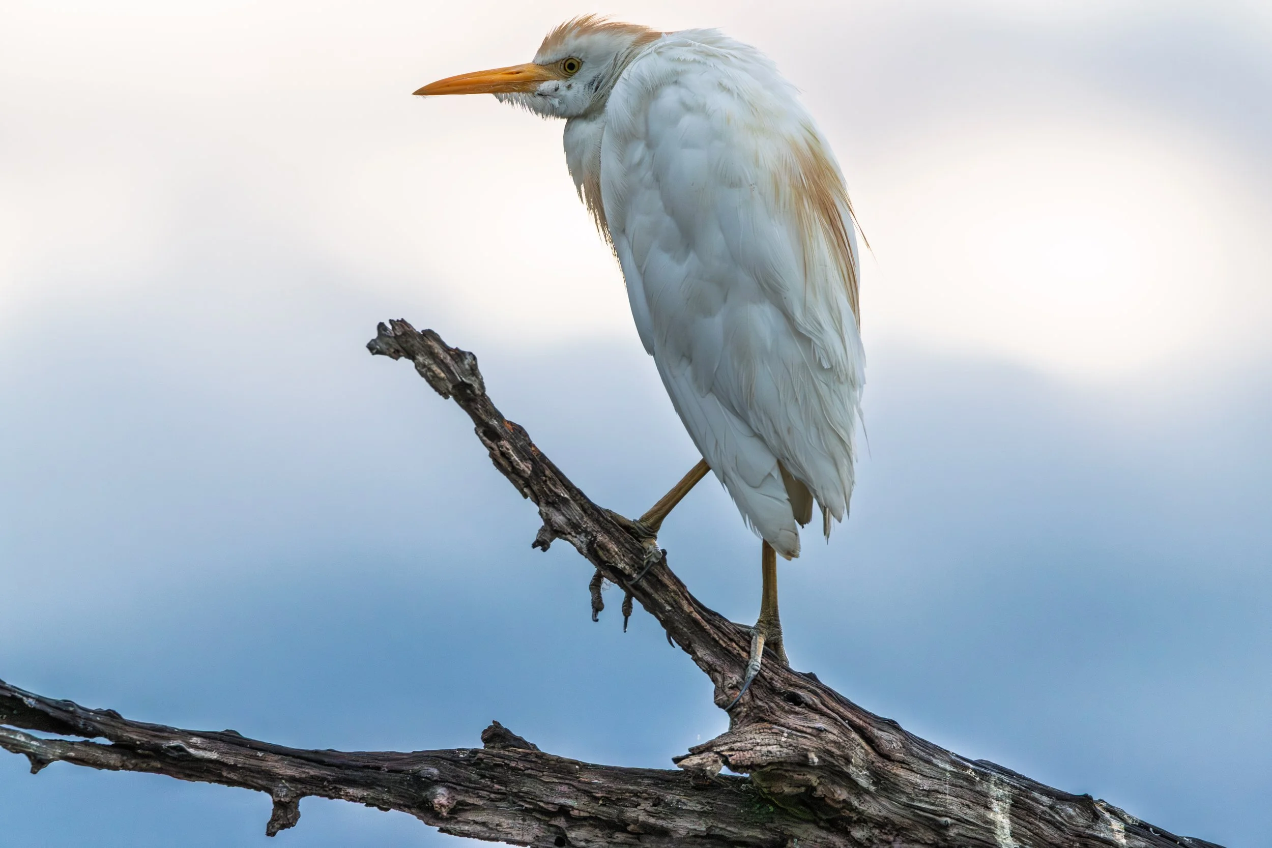 A white heron perched on a broken tree branch against a cloudy sky background.