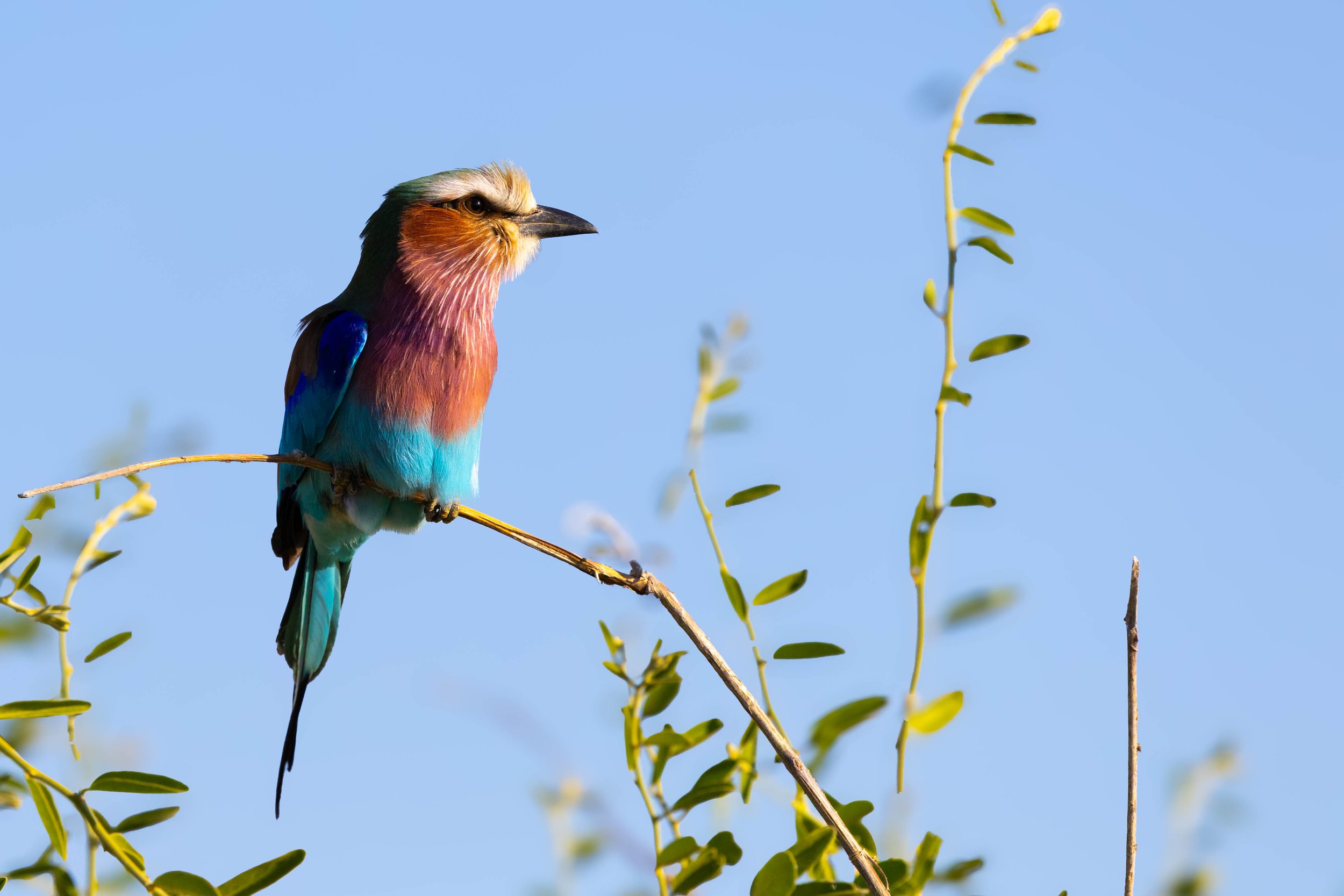 Colorful Lilac breasted roller perched on a branch with green leaves against a blue sky.