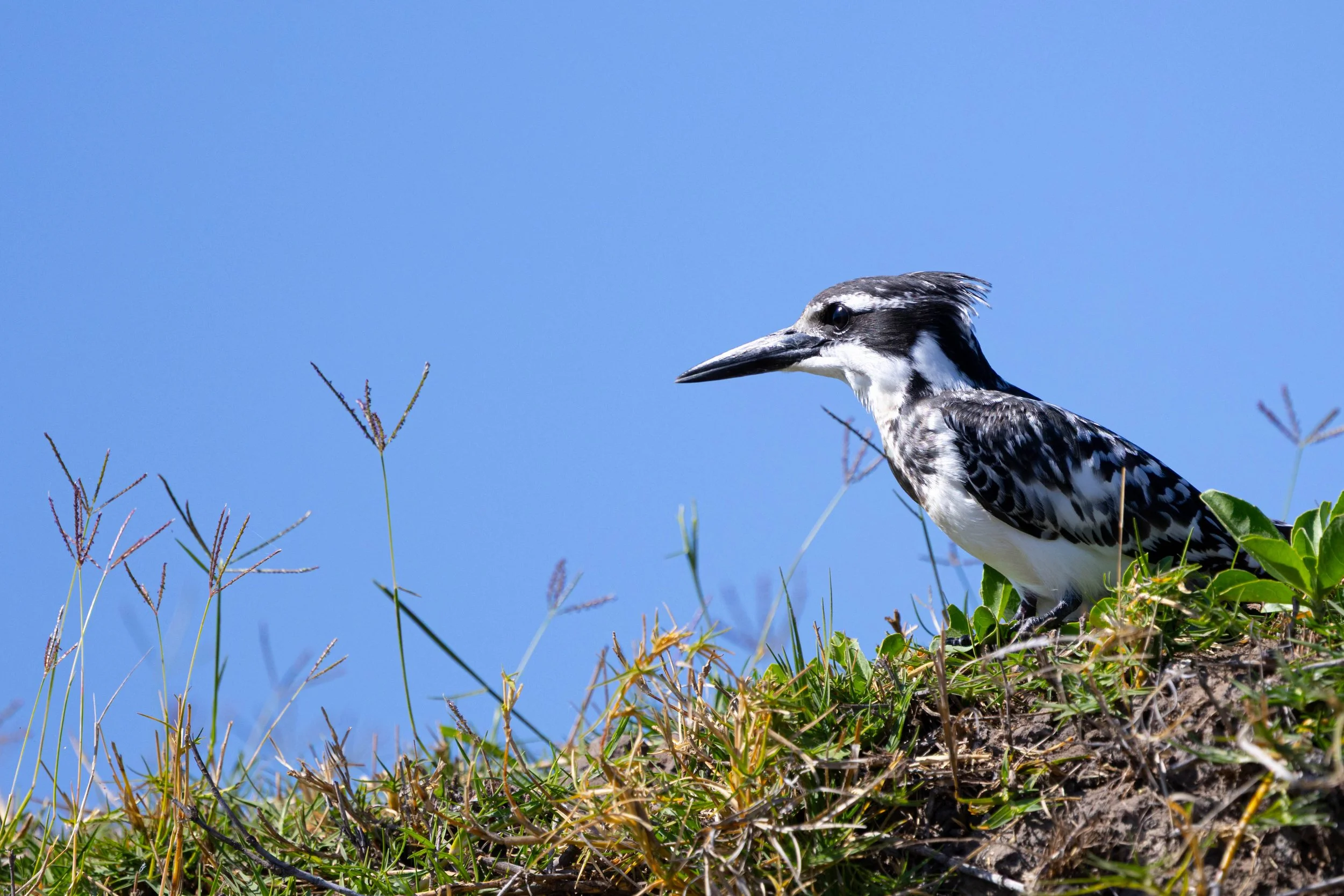 A black and white pied kingfisher  perched on a grassy area against a clear blue sky. Chobe