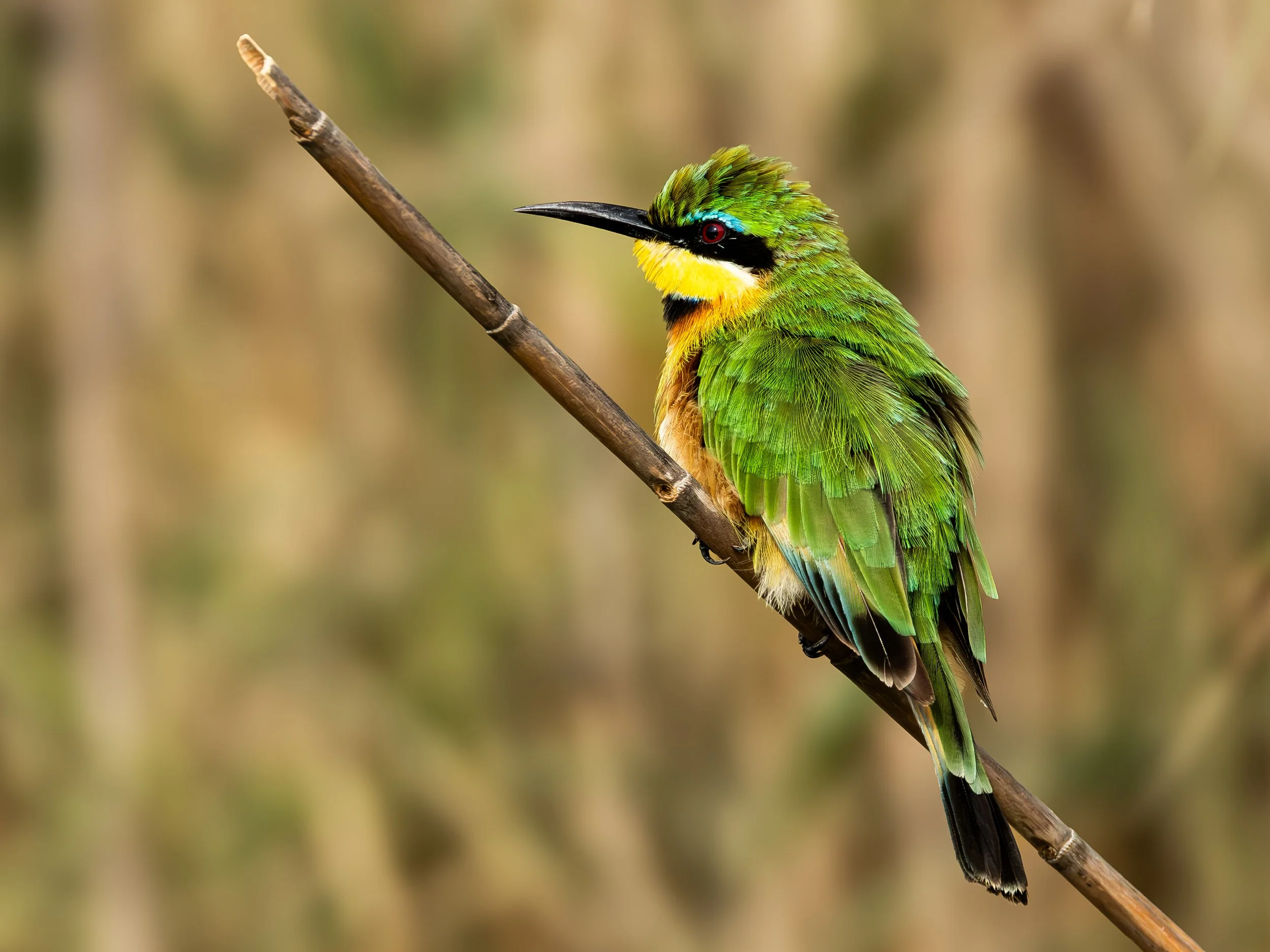 A colorful bird with green, yellow, and black feathers perched on a thin brown branch against a blurred background of earth tones.