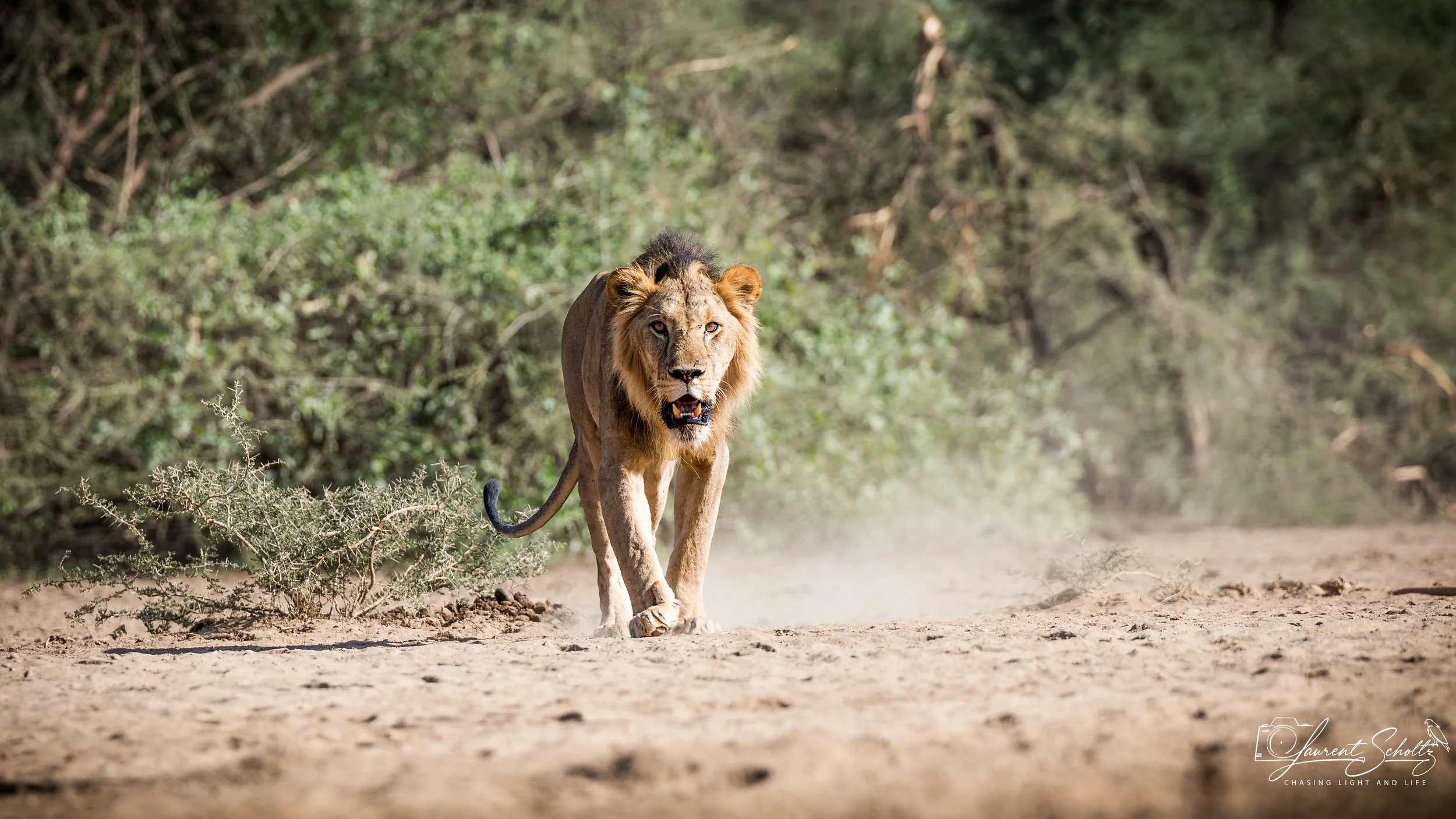 A lion walking on a dirt path in a natural environment with green bushes and trees in the background.