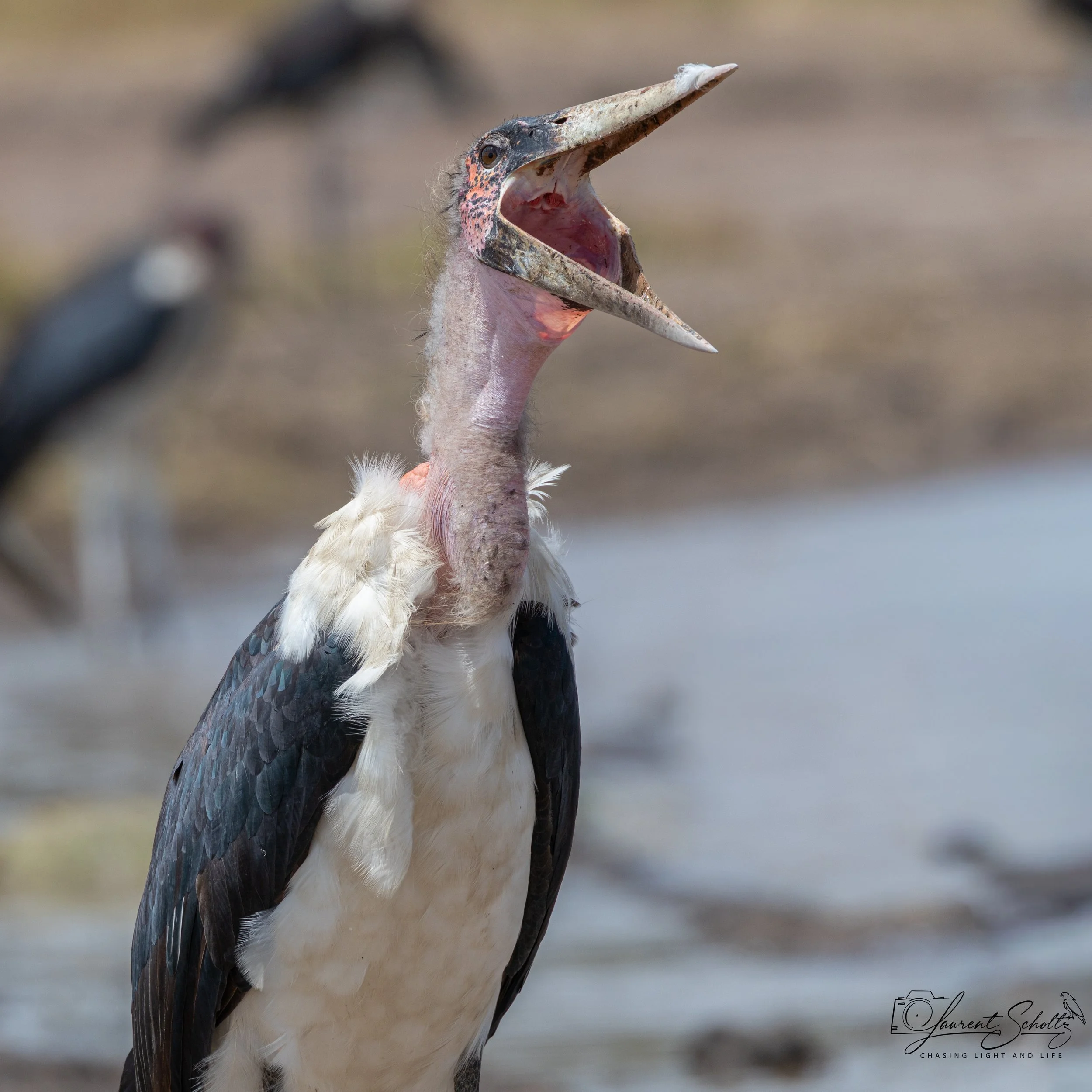 A close-up of a large bird with its beak wide open, standing outdoors with a blurry background.