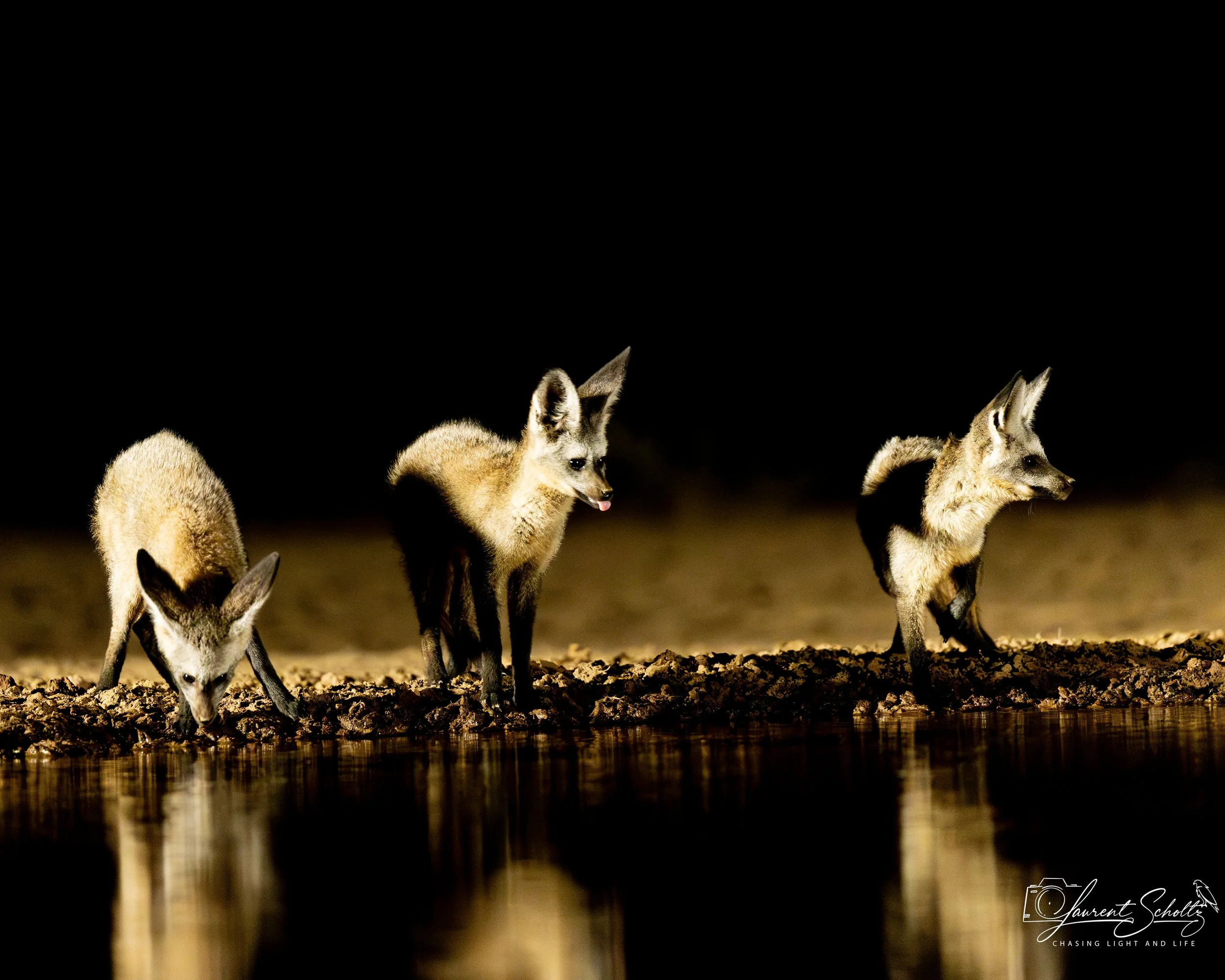 Three young bat-eared  foxes at the edge of a body of water at night, illuminated by light against a dark background.