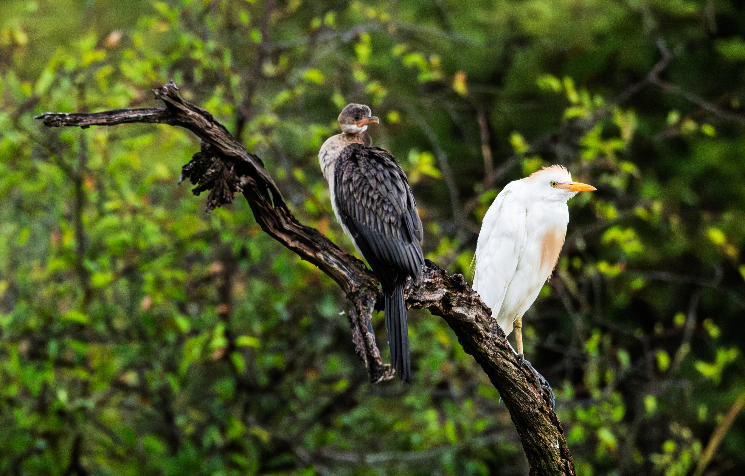 Two birds perched on a branch in a green, leafy environment. The bird on the left is dark-colored with a scaly pattern on its feathers, and the bird on the right is white with an orange beak.