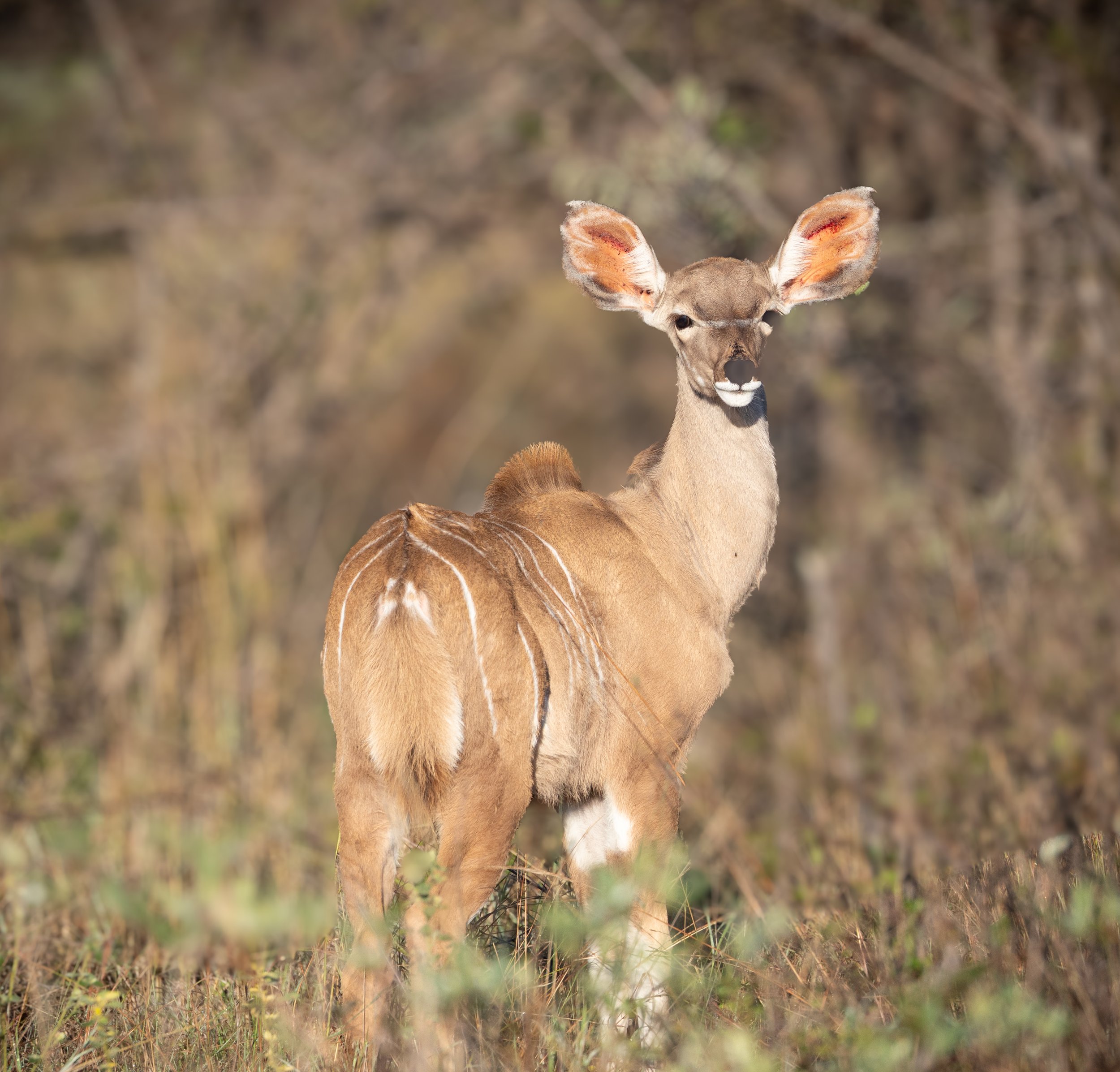 A young kudu standing in a grassy field with a blurred forest background.