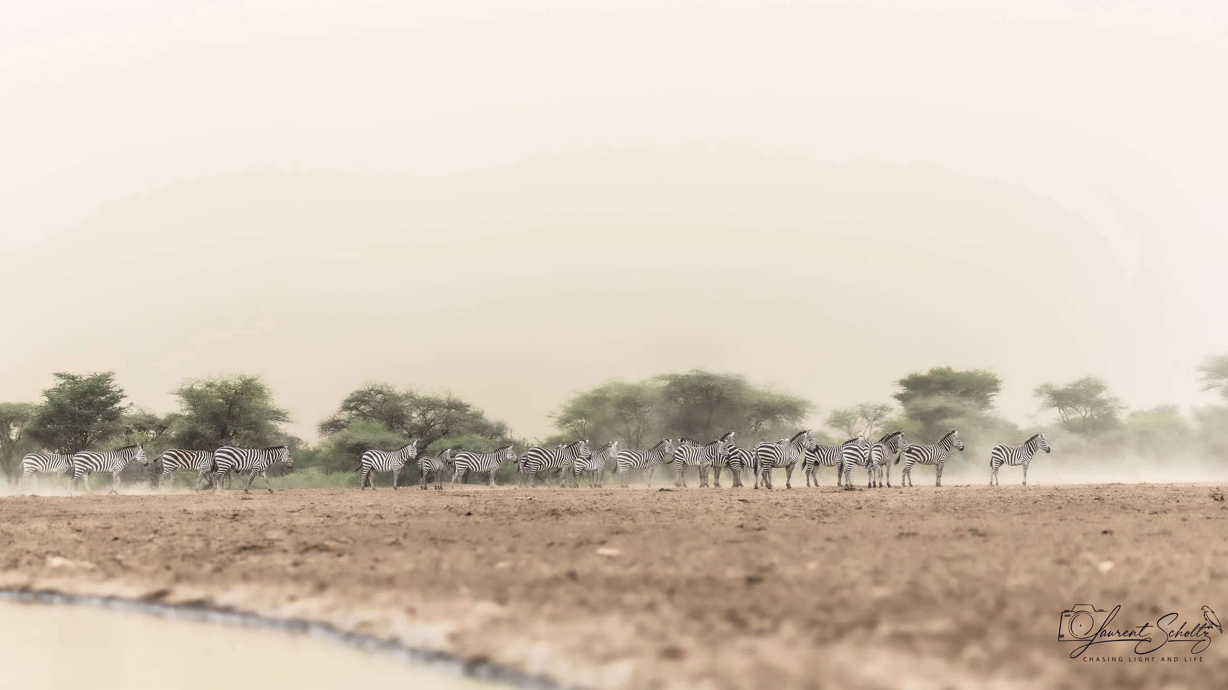 Zebras walking across a dry plain with sparse trees in the background under a hazy sky.