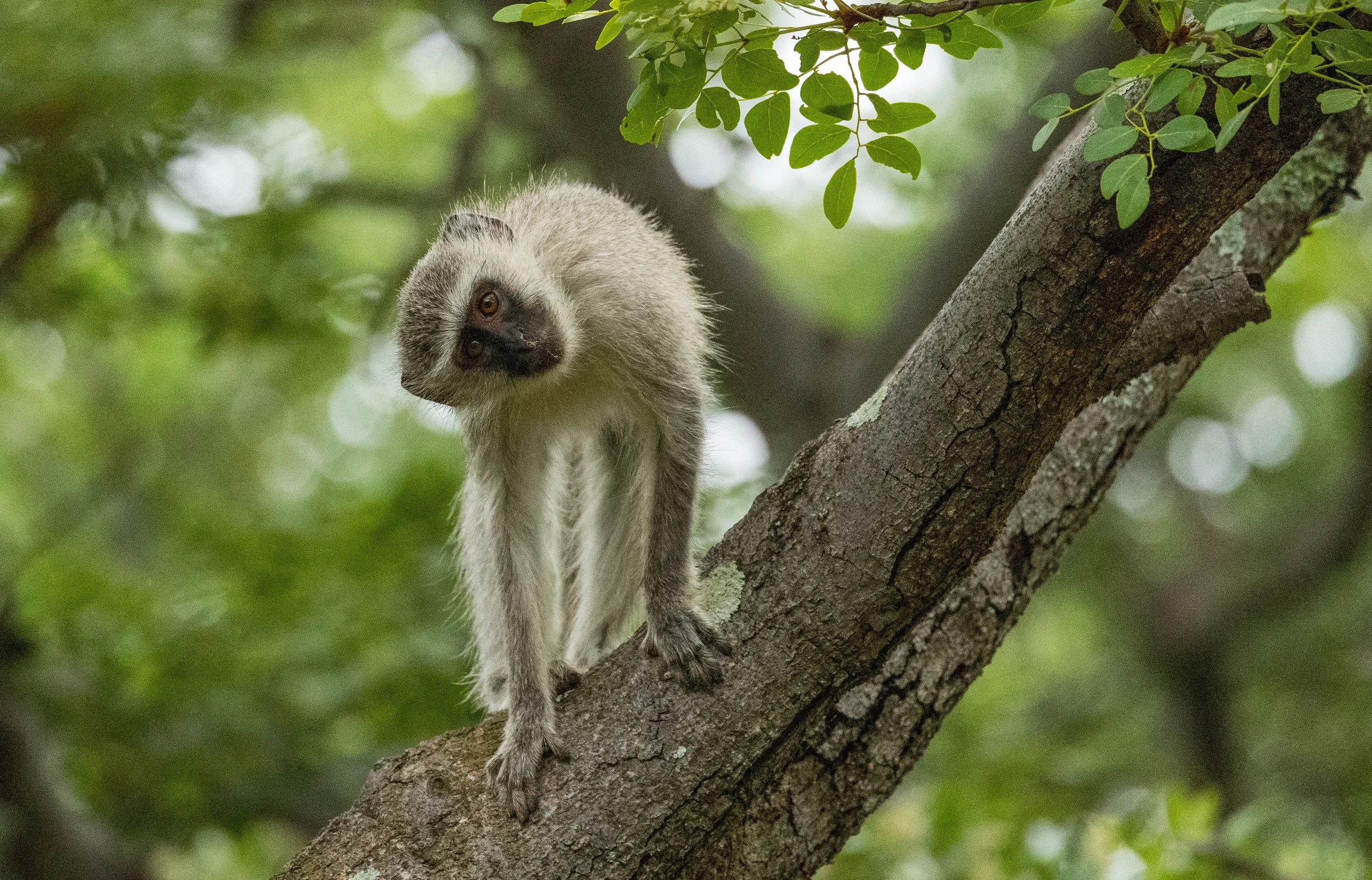 A young monkey, likely a vervet, perched on a tree branch surrounded by green leaves, looking curiously at the camera.