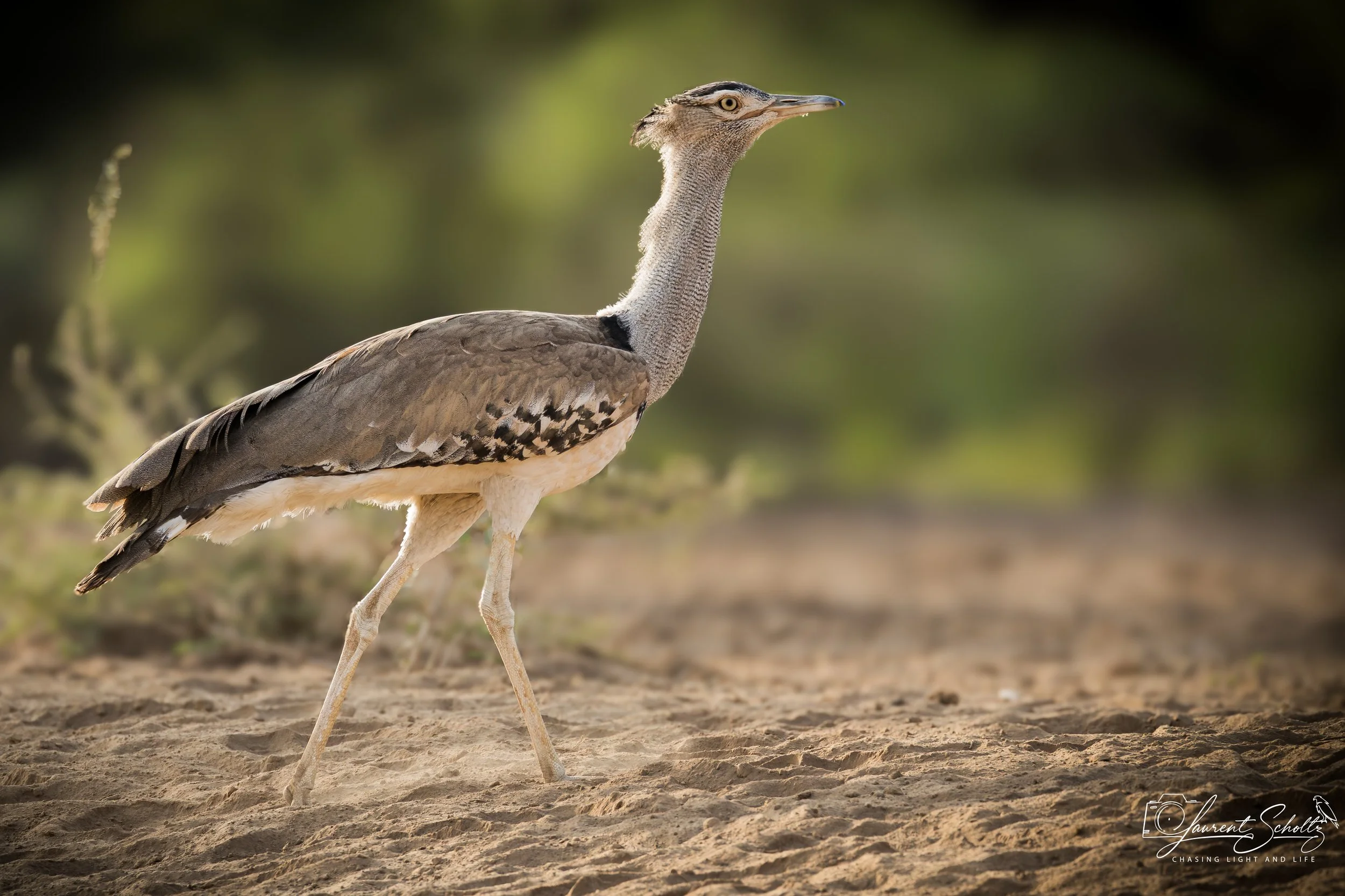 A bustard  standing on sandy ground with a blurred green background.