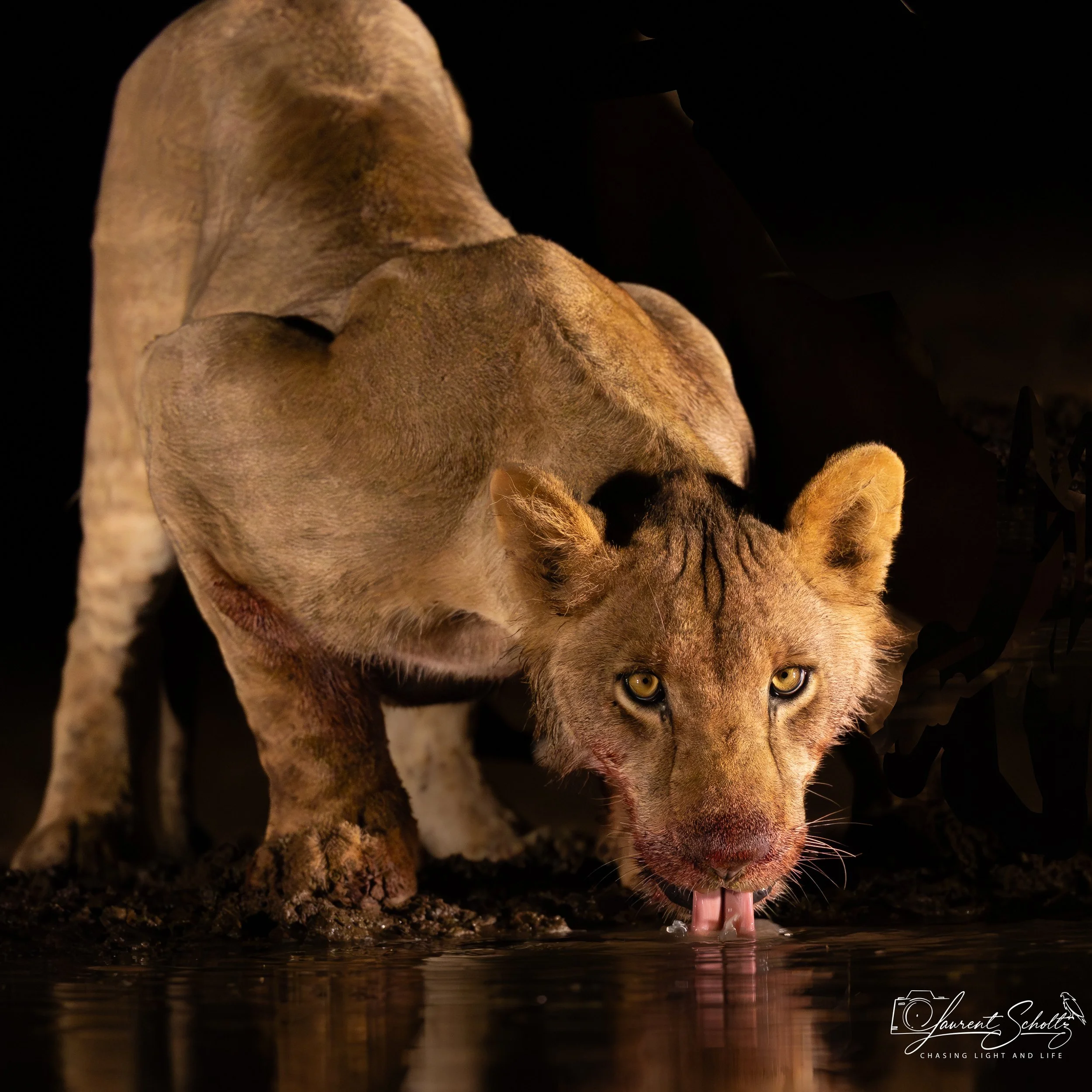 A lioness  drinking water at night, with its reflection visible in the water, illuminated by a faint pink light.