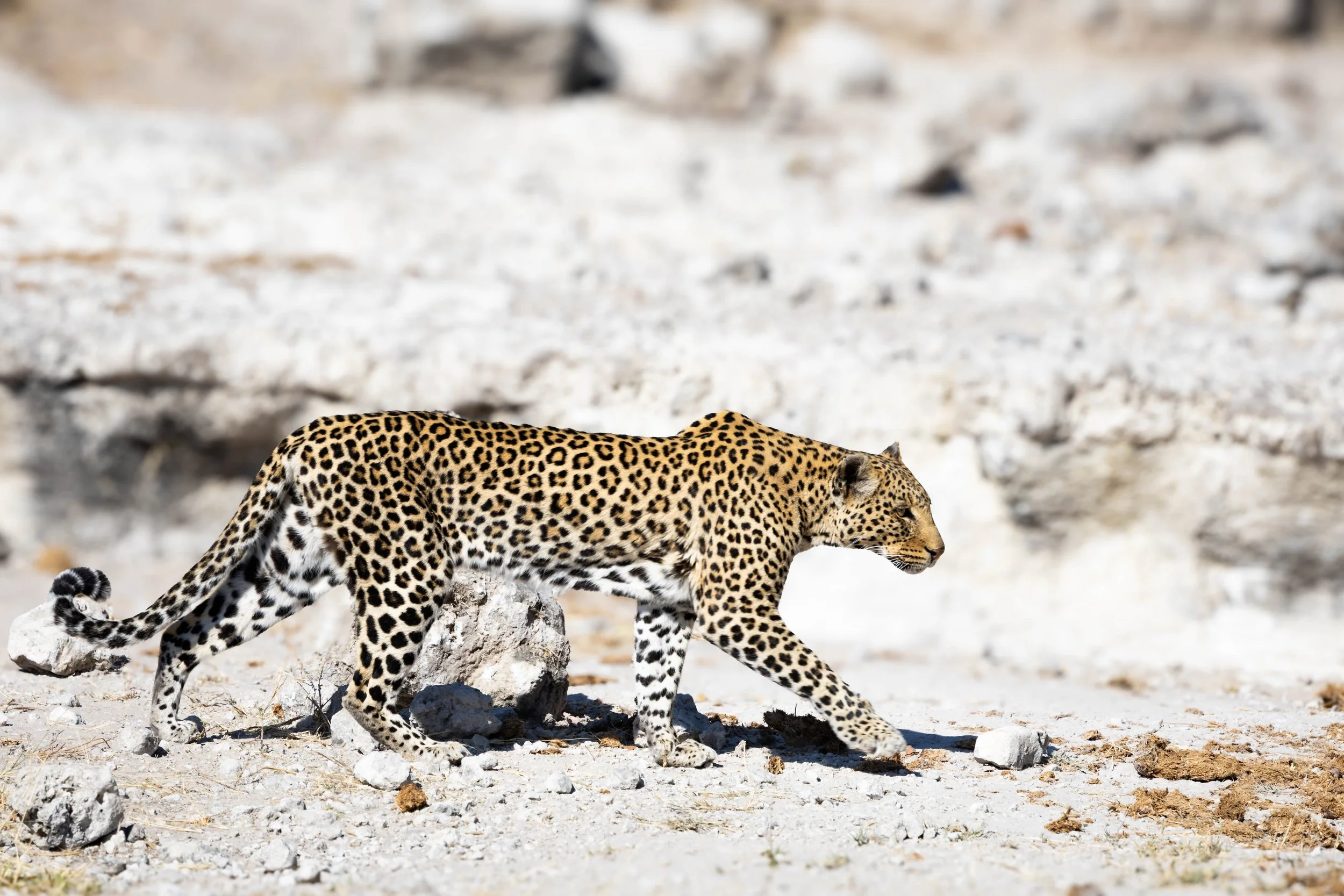 A leopard walking across rocky desert terrain with a barren background.