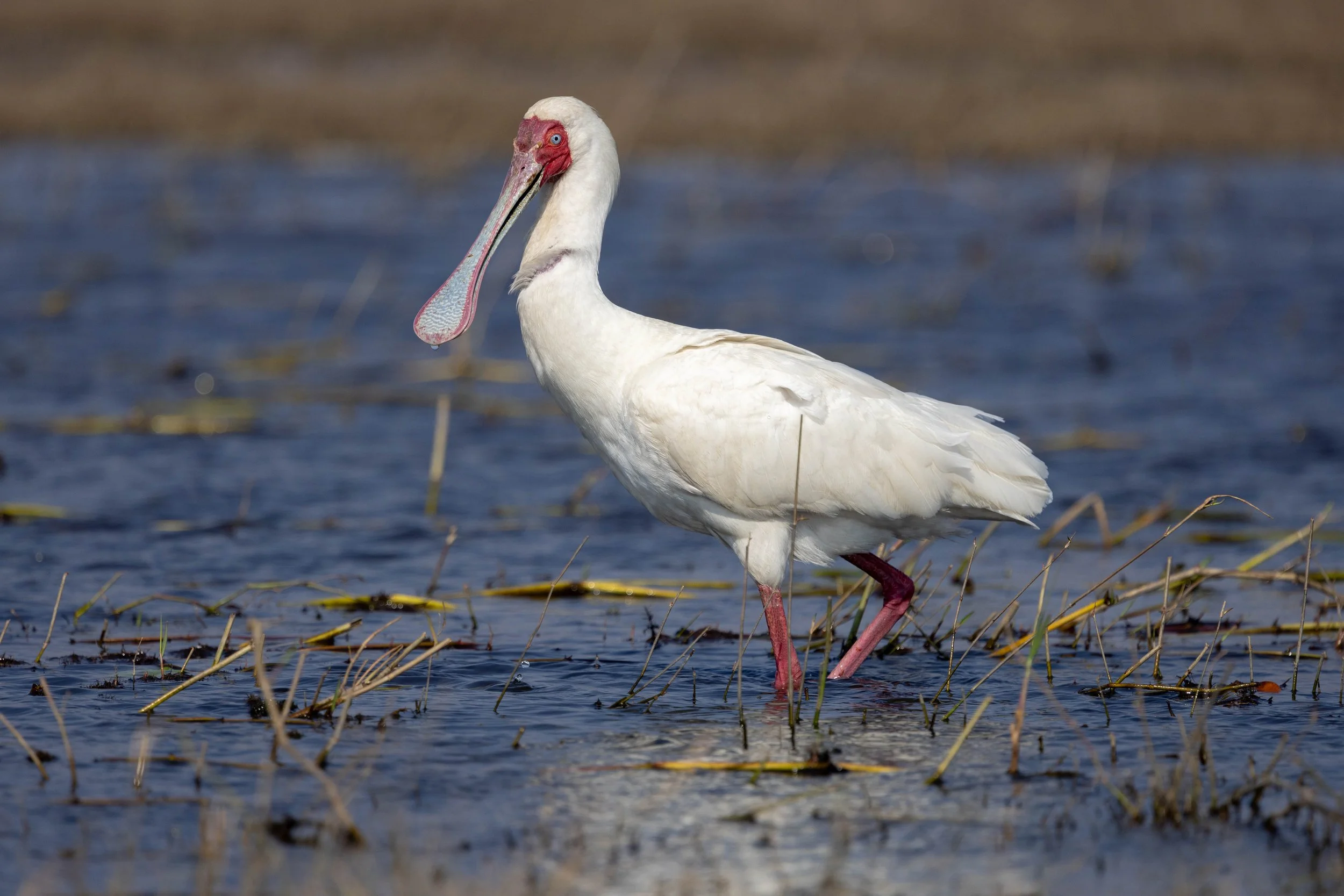 A white spoonbill standing in shallow water with reeds, with a pink bill and red facial patch, looking to the side. Chobe