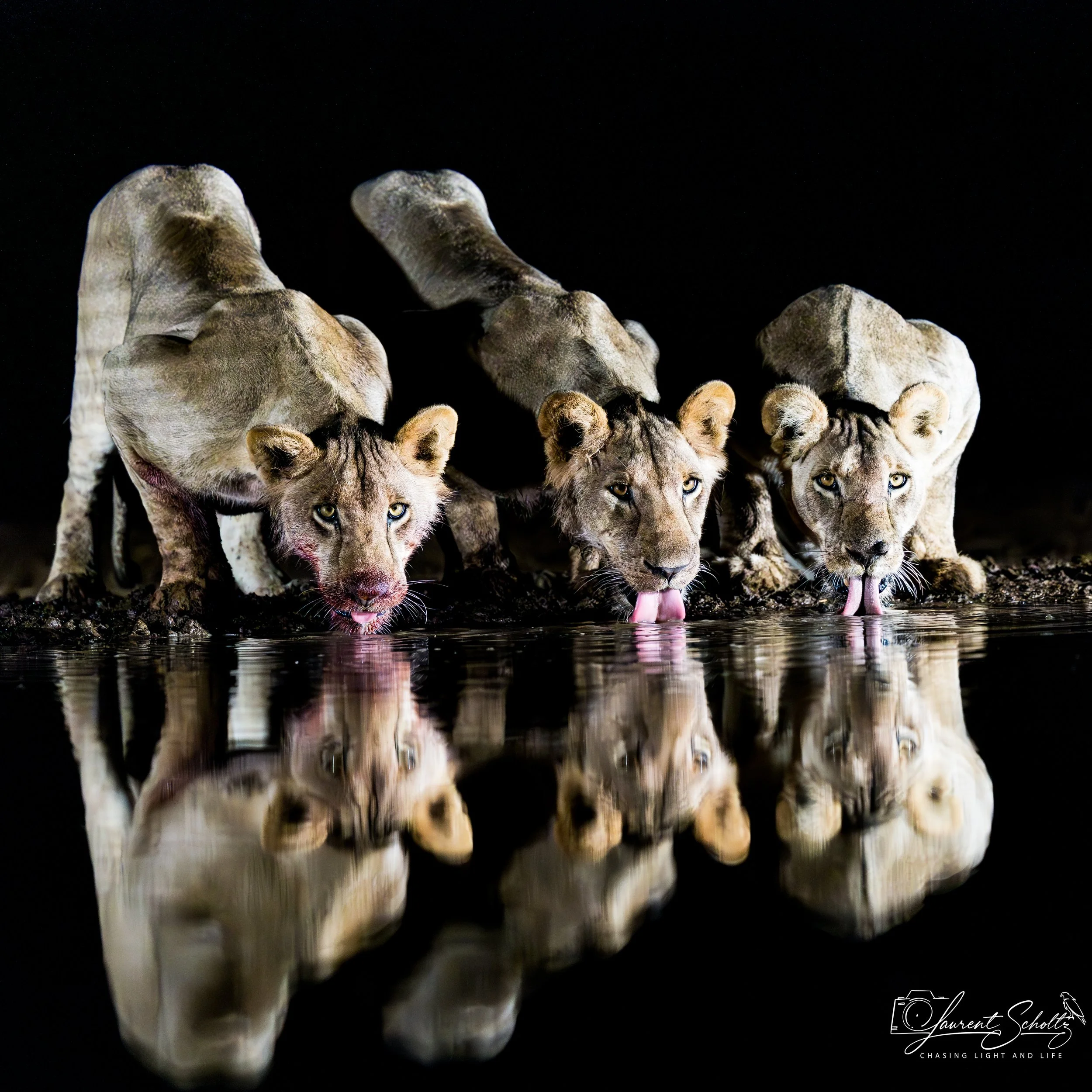 Three lions are drinking water from a  water body at night with a dark background.