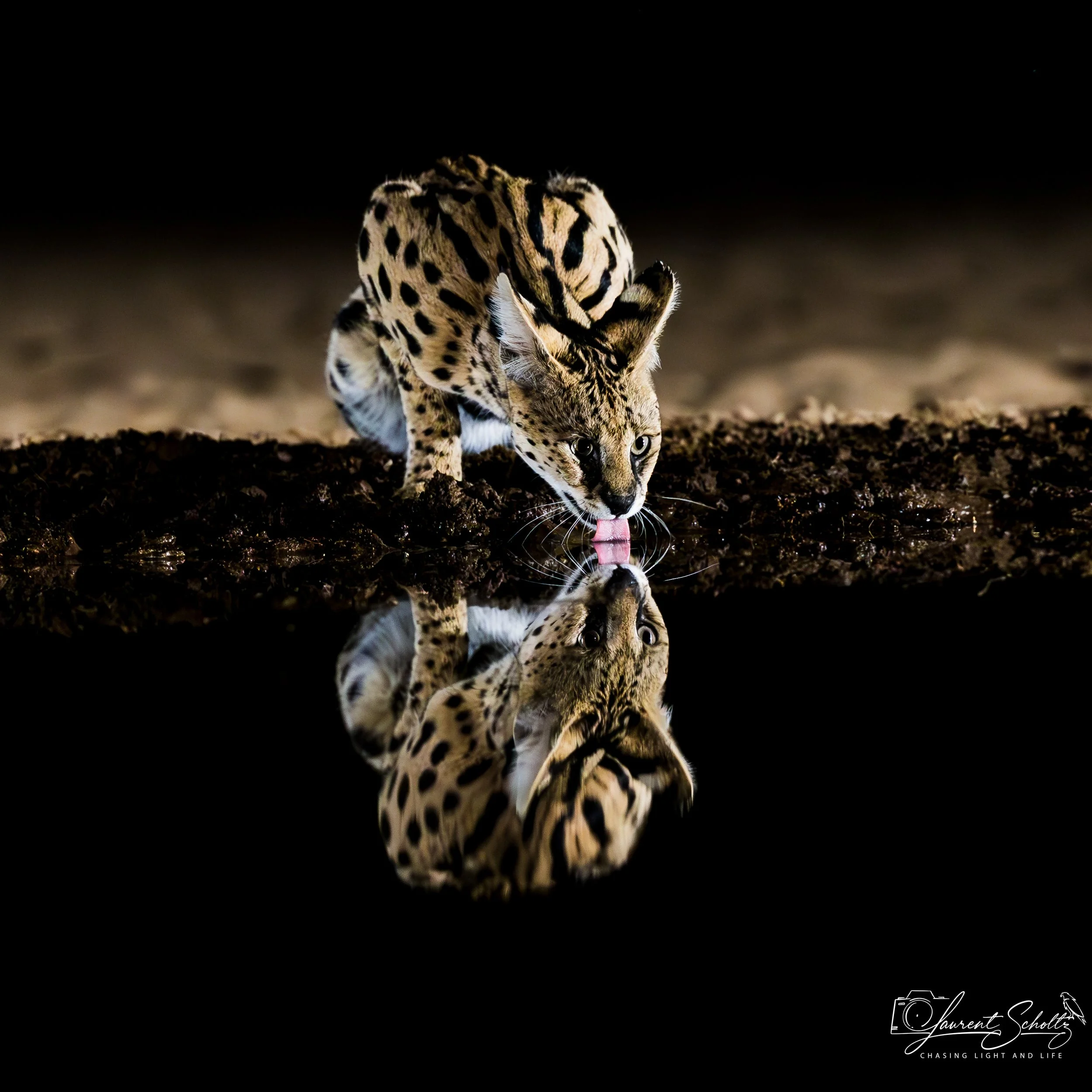 A serval crouched on the ground, licking its nose, with a dark background and reflection on wet ground.
