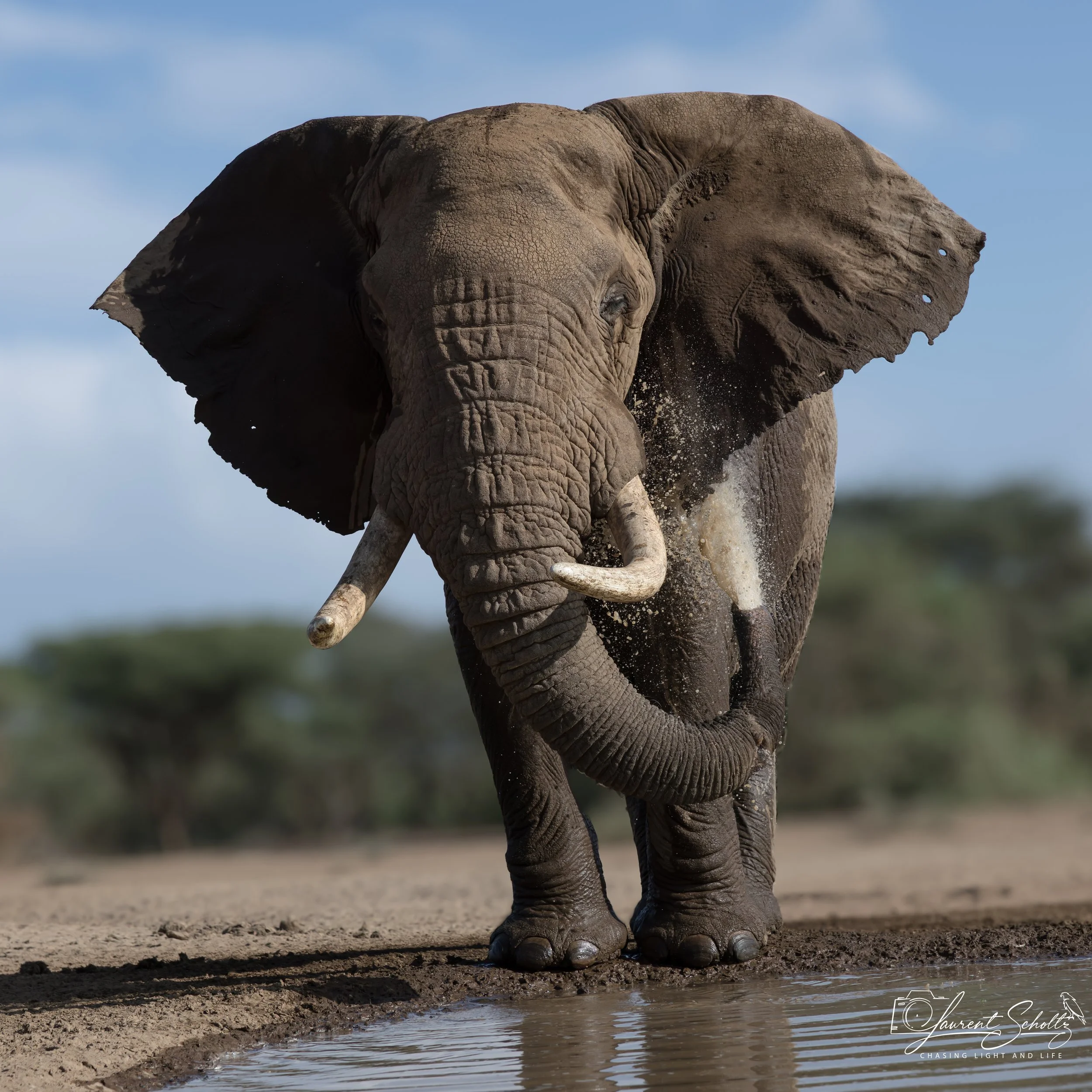 An adult elephant walking through water and mud with a clear blue sky in the background.