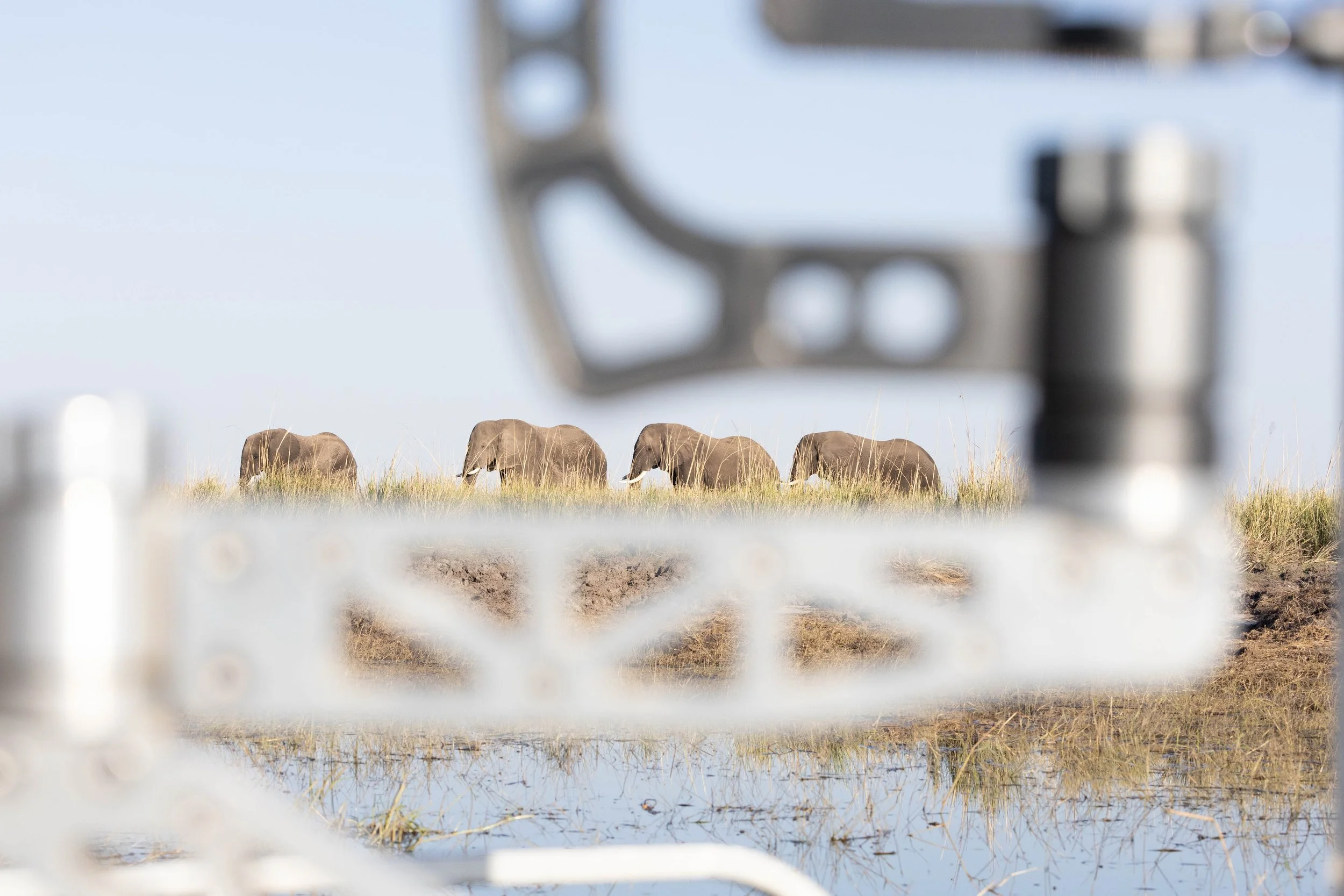 Elephants walking in a grassy plain viewed through a blurred foreground of a fence.